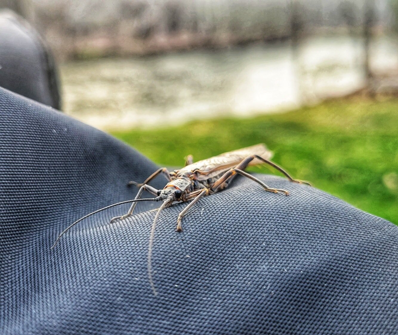 Stonefly hangin' out along the river tonight. Our second favorite river critter, they survive only in clean, well oxygenated streams and rivers. Good to see you, little friend! ;)