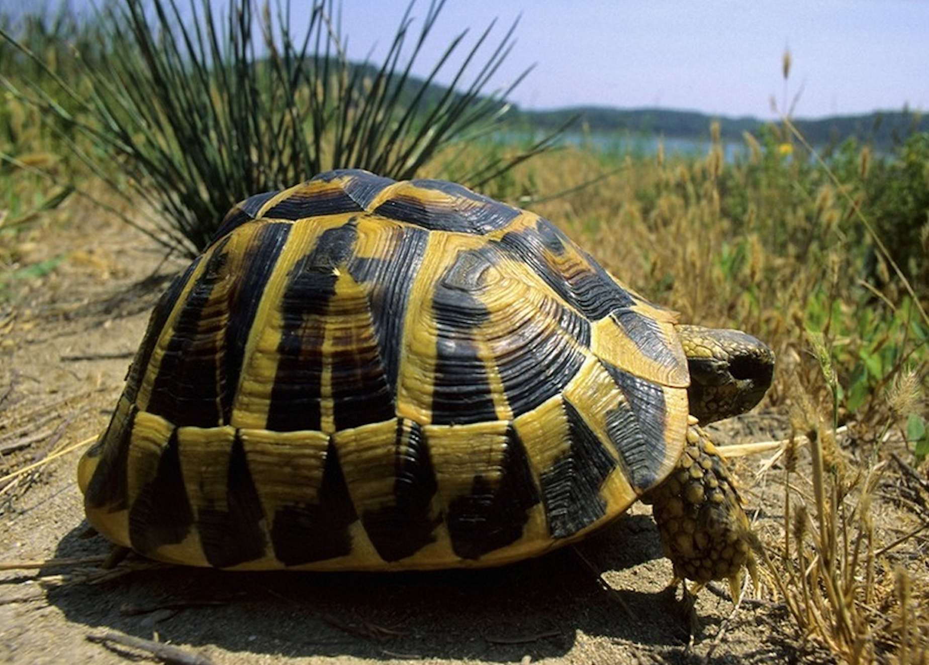 Hermann’s Tortoise ( Testudo hermanni ) seeking knowledge or vacationing in Italy (named after our ancestor, Johann Hermann from Alsace)
