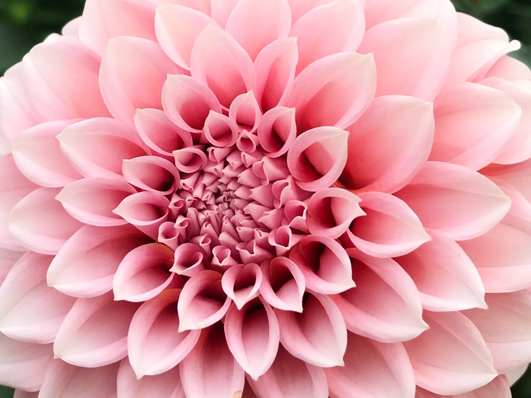 A3E6A027-8A7A-4F2E-81A1-2A09DF853D95.jpg