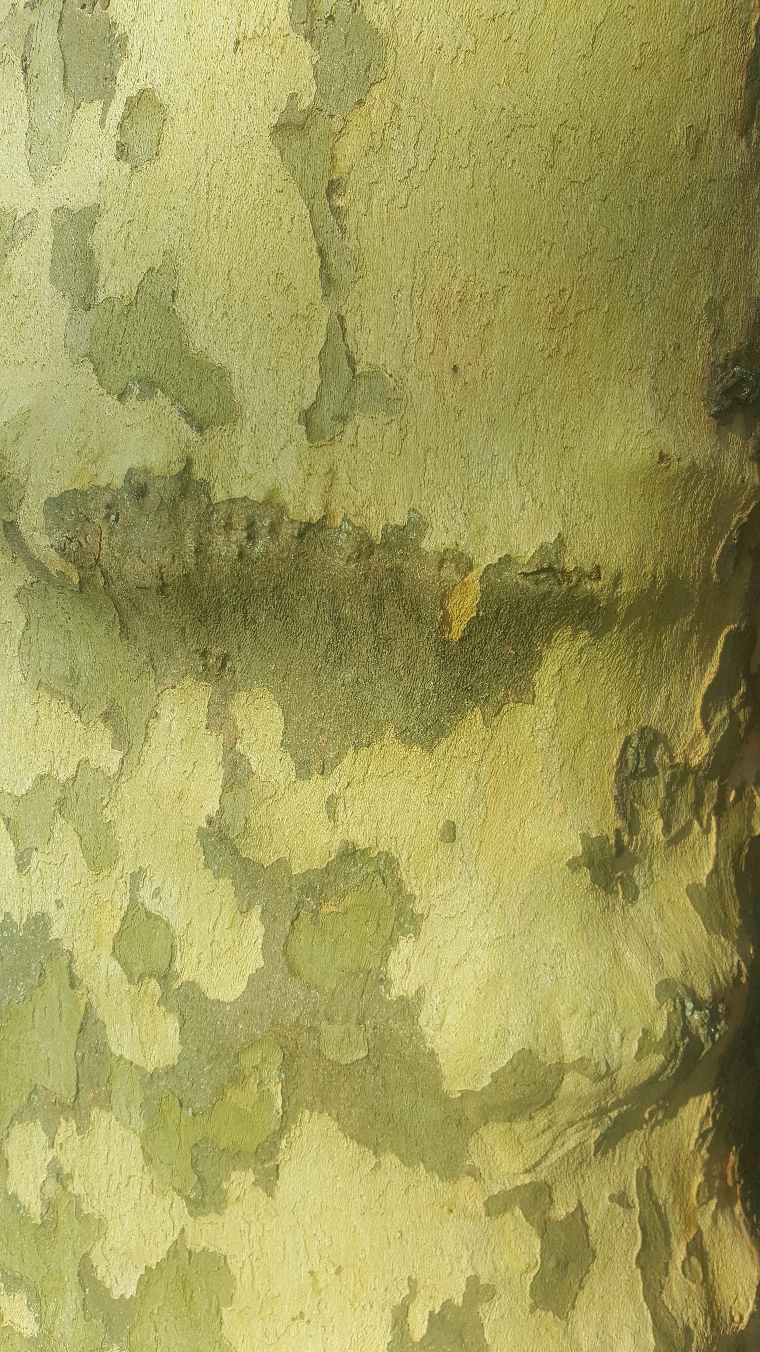 'Camo' style bark pattern