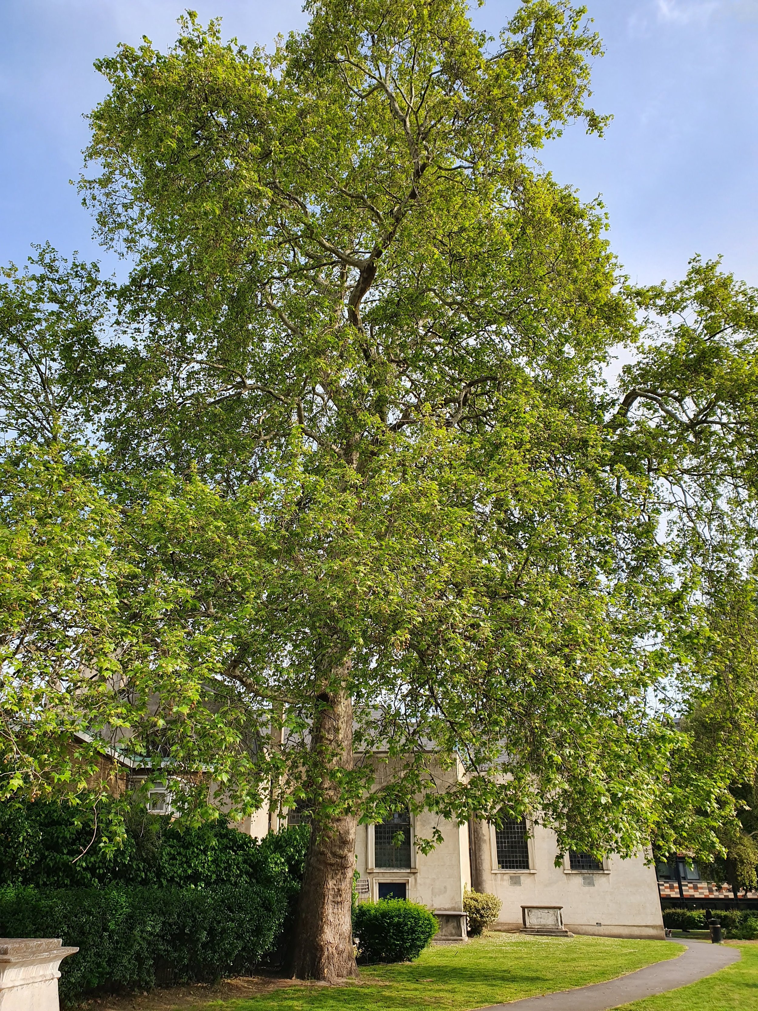 The Queen in Spring - Bermondsey