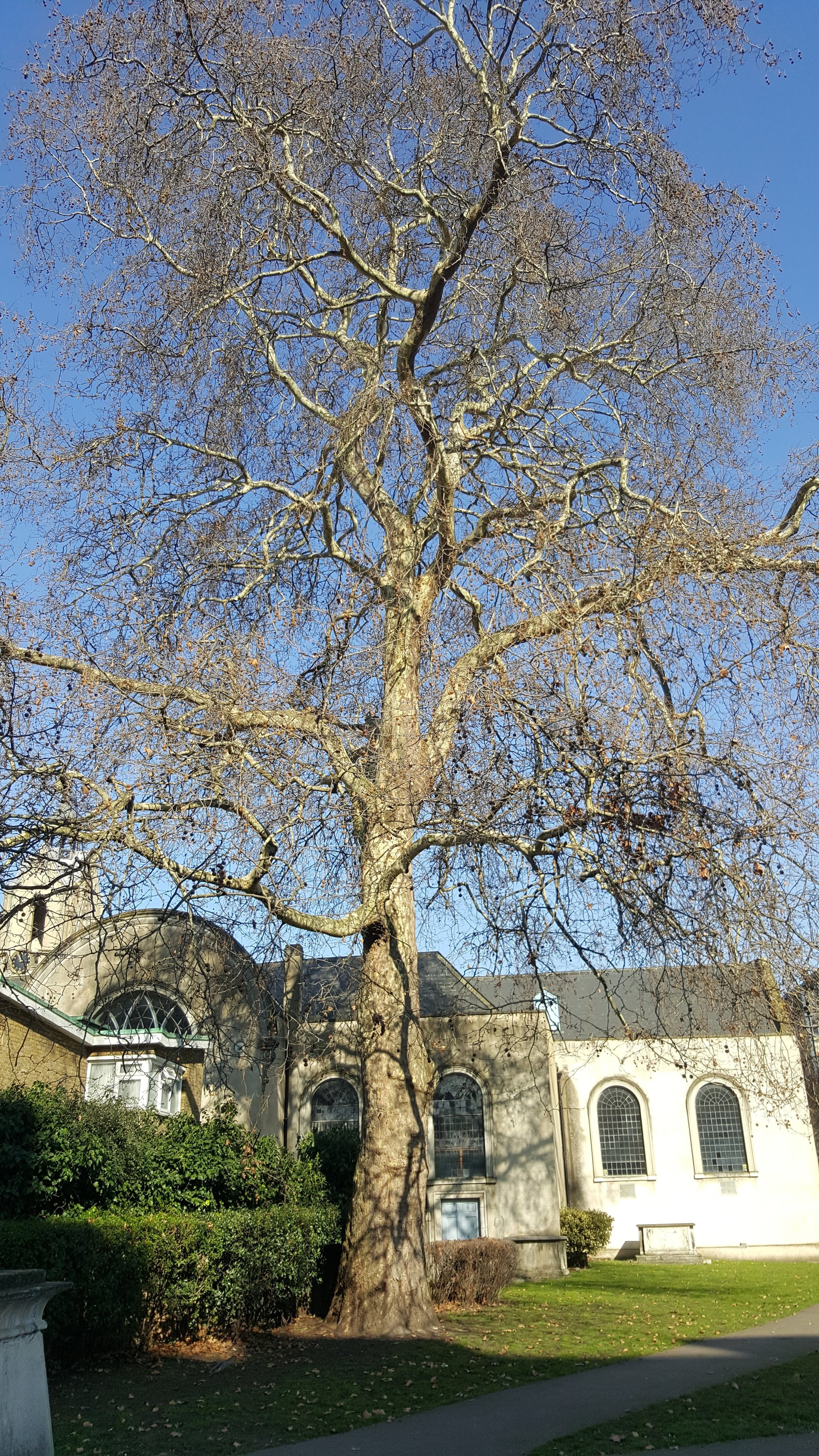 The Queen in winter - Bermondsey