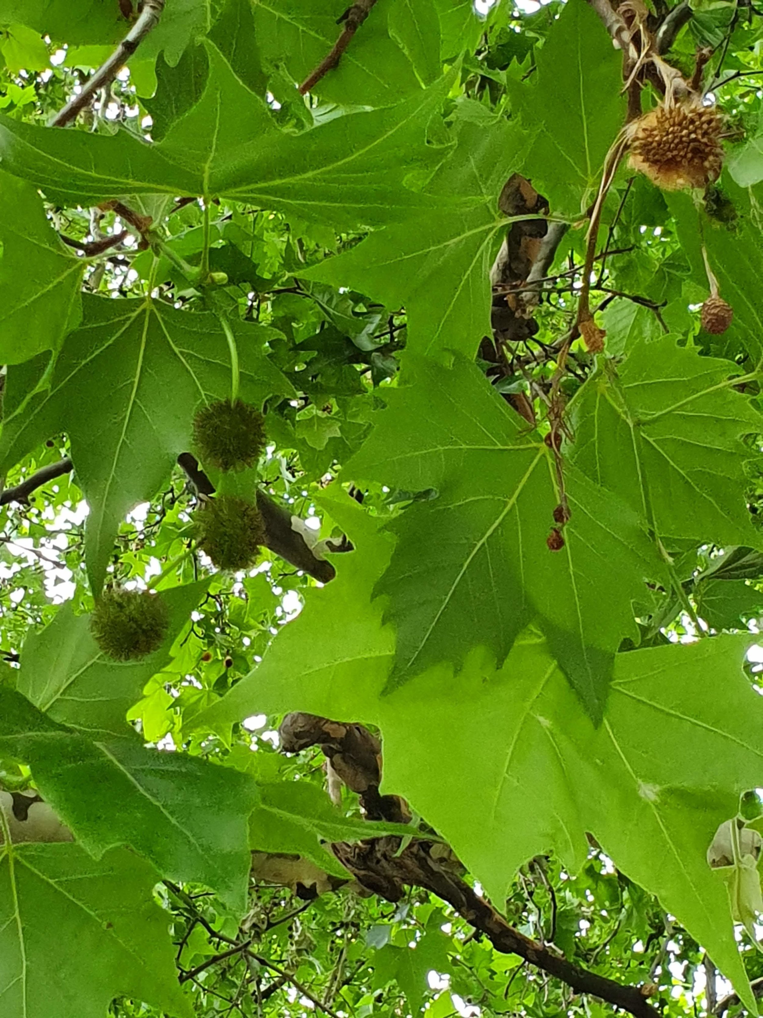 Button Ball Seeds