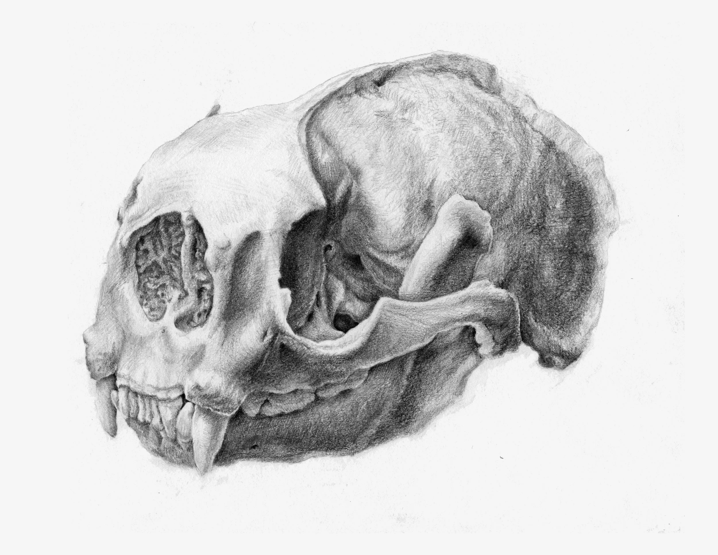 Otter Skull