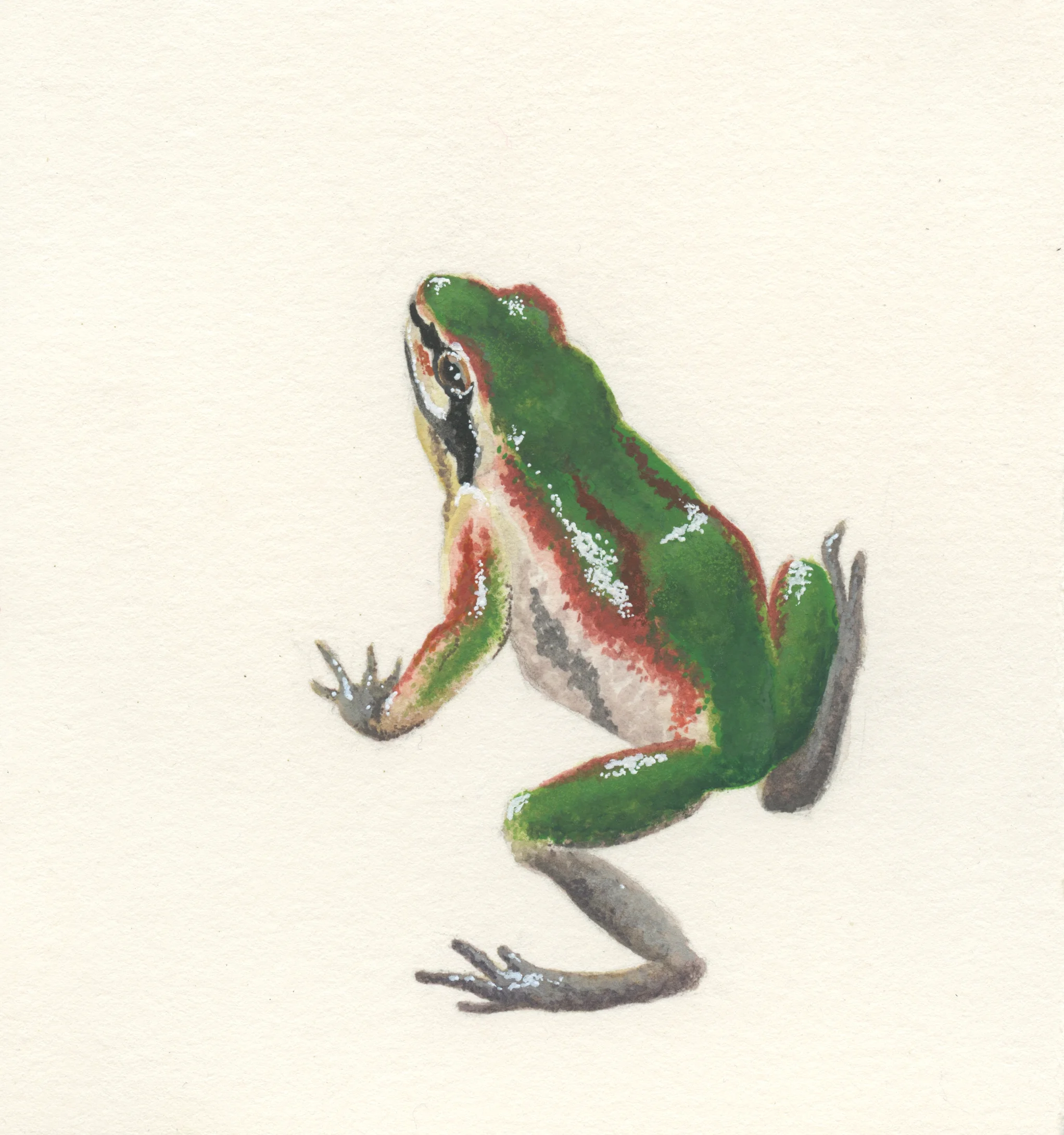 Ornate Chorus Frog