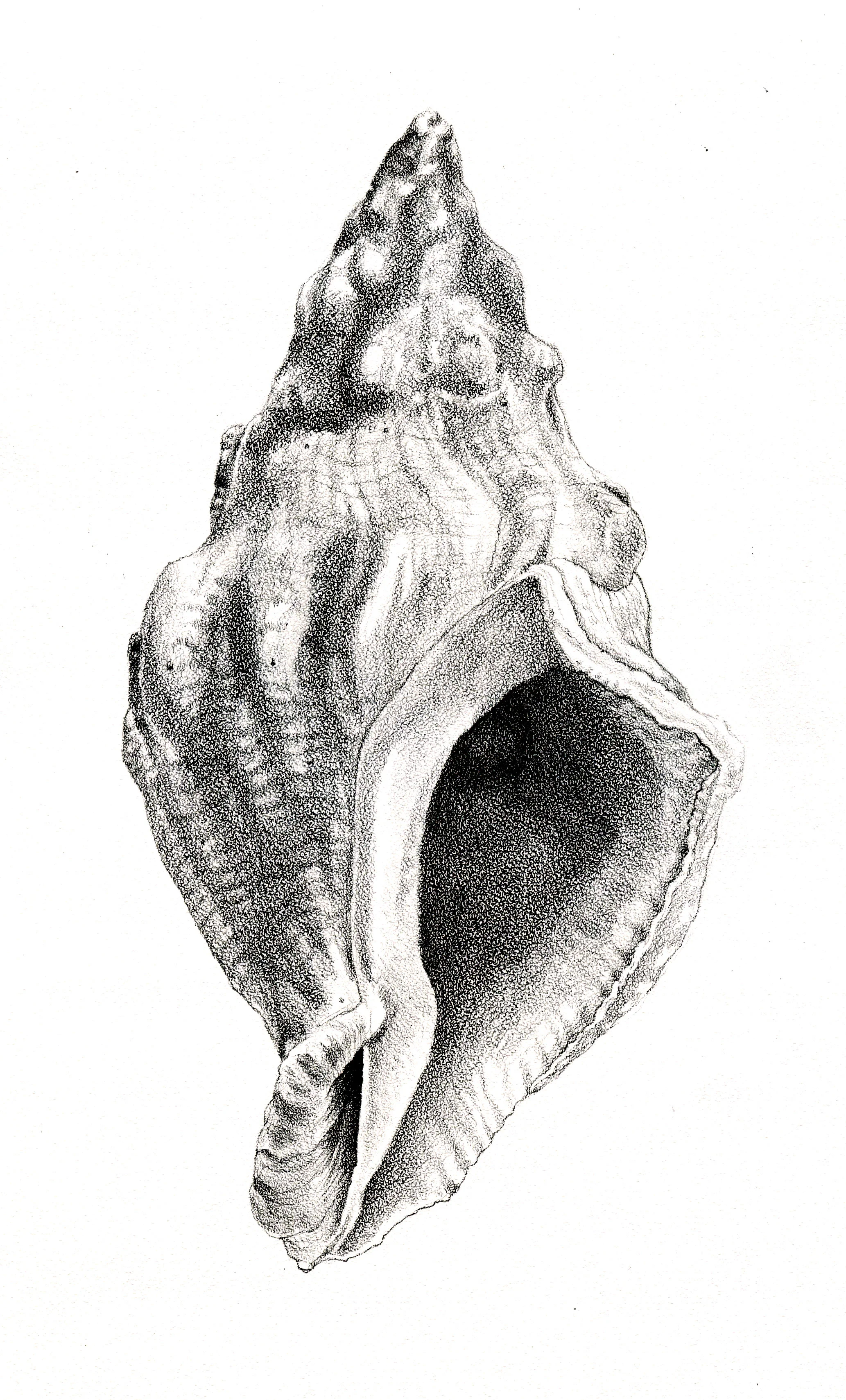 Shell