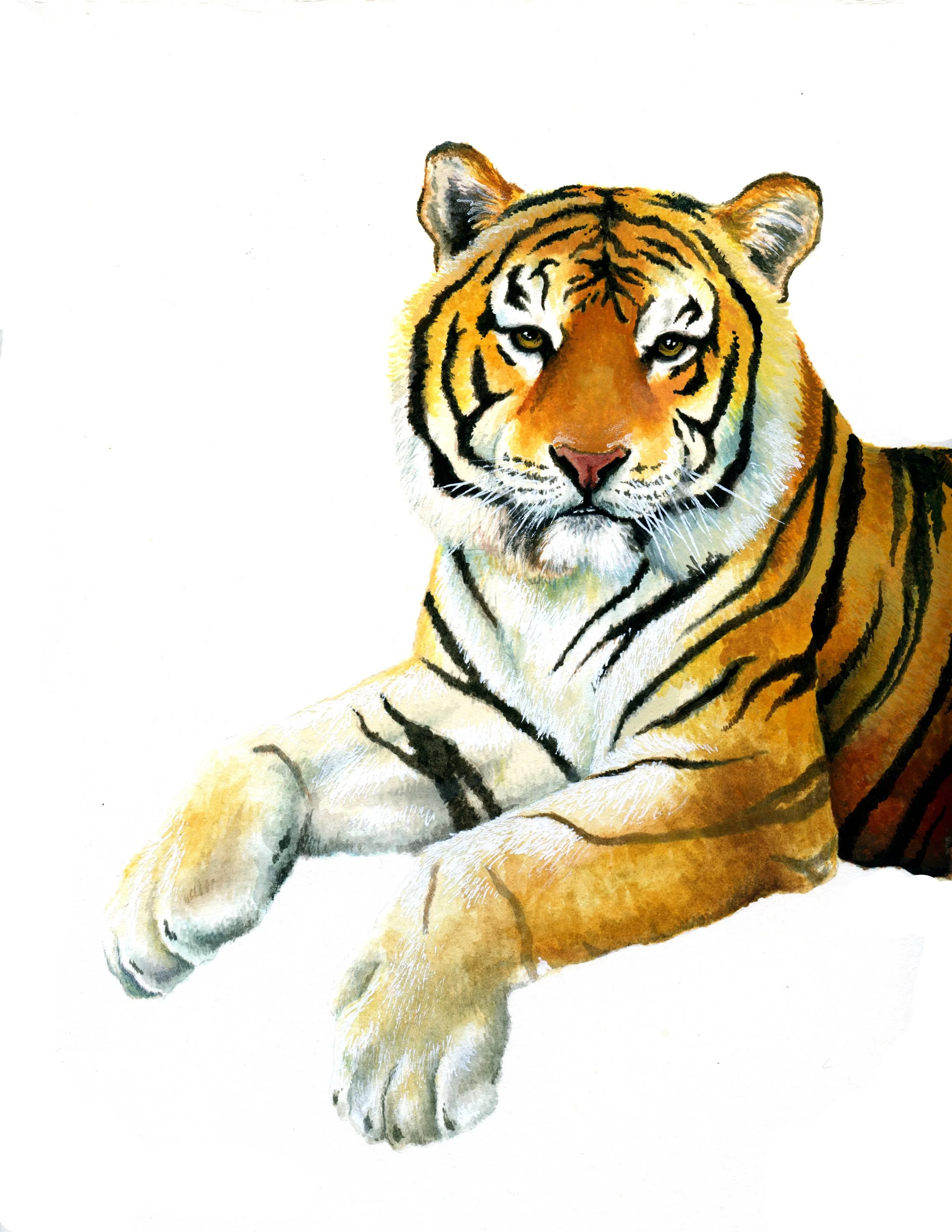 tiger new copy.jpg