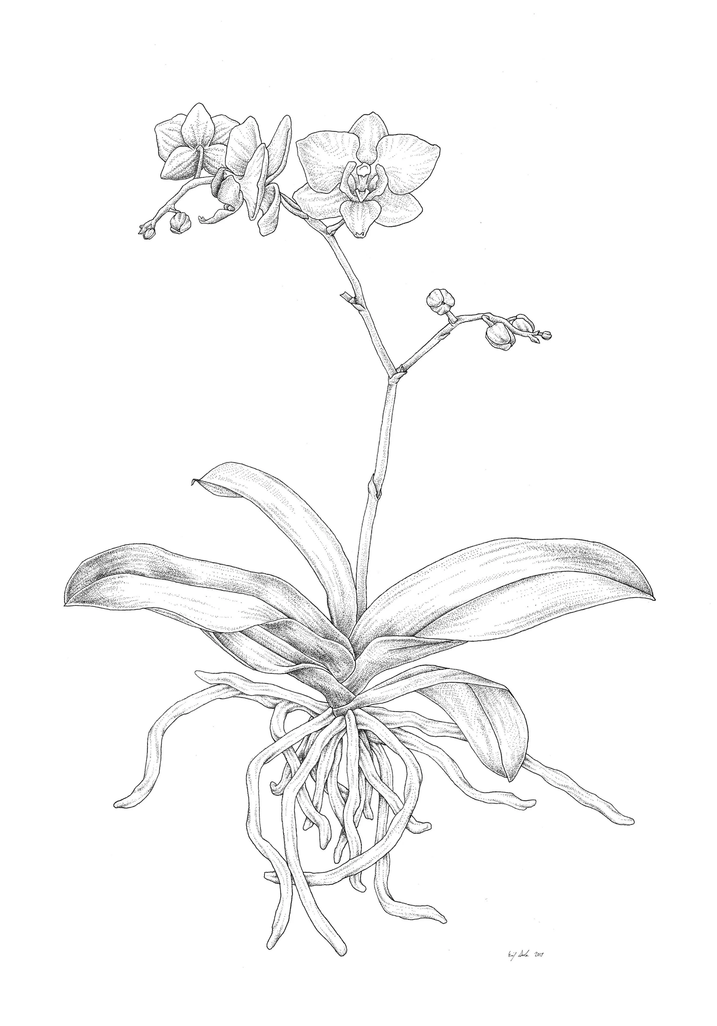 flower.jpg