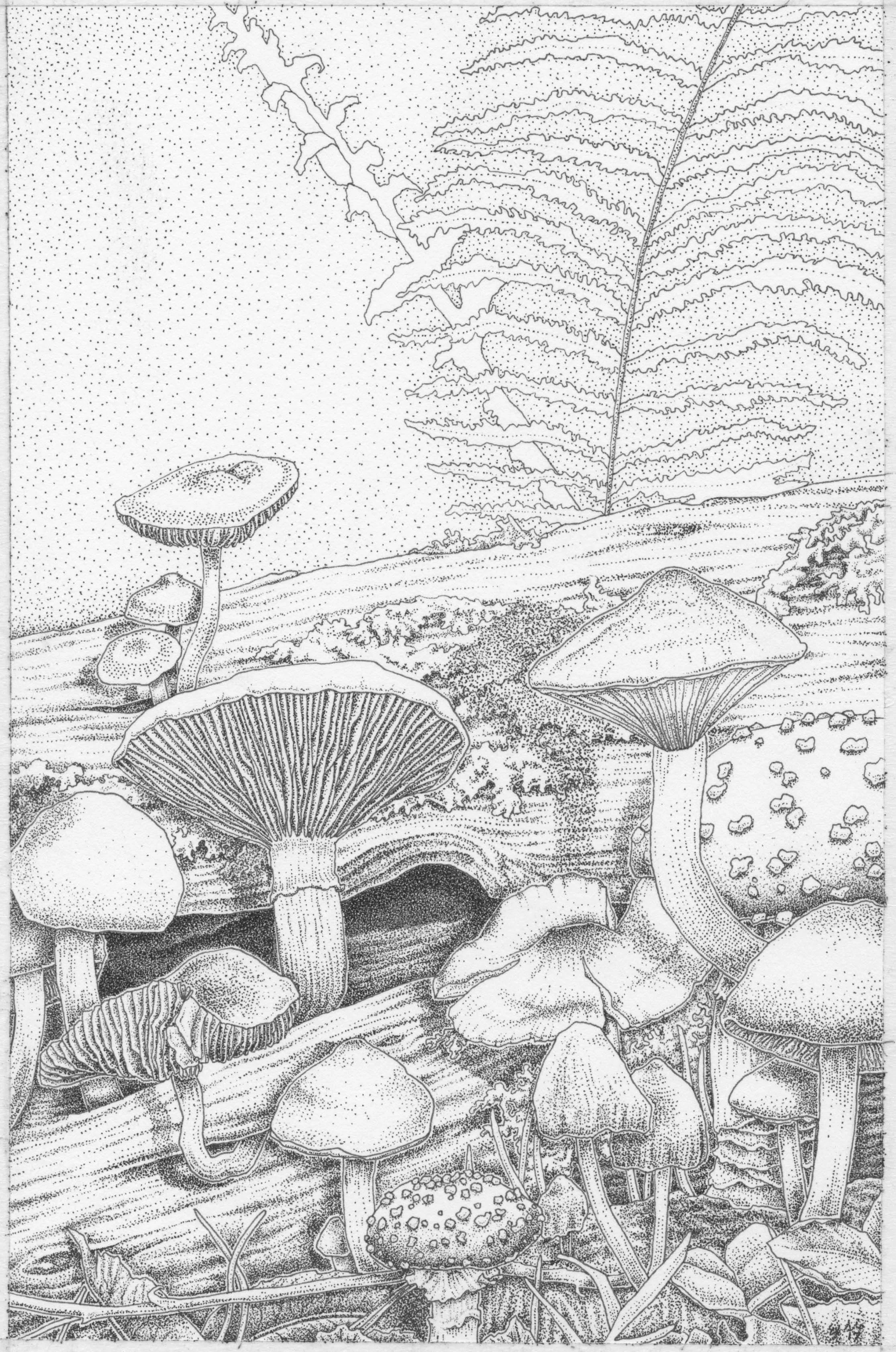 shrooms.jpg