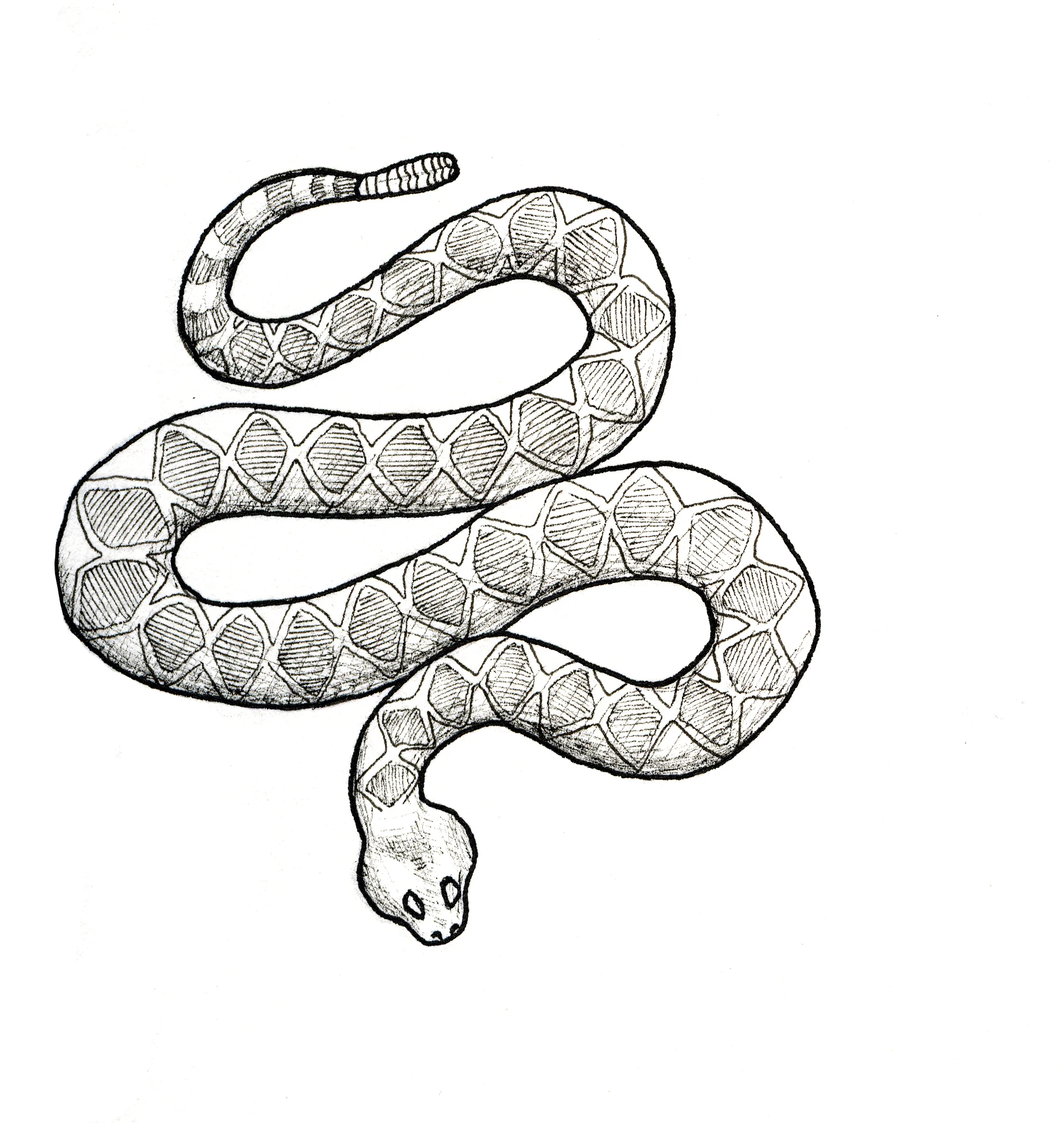 rattlesnake2.jpg