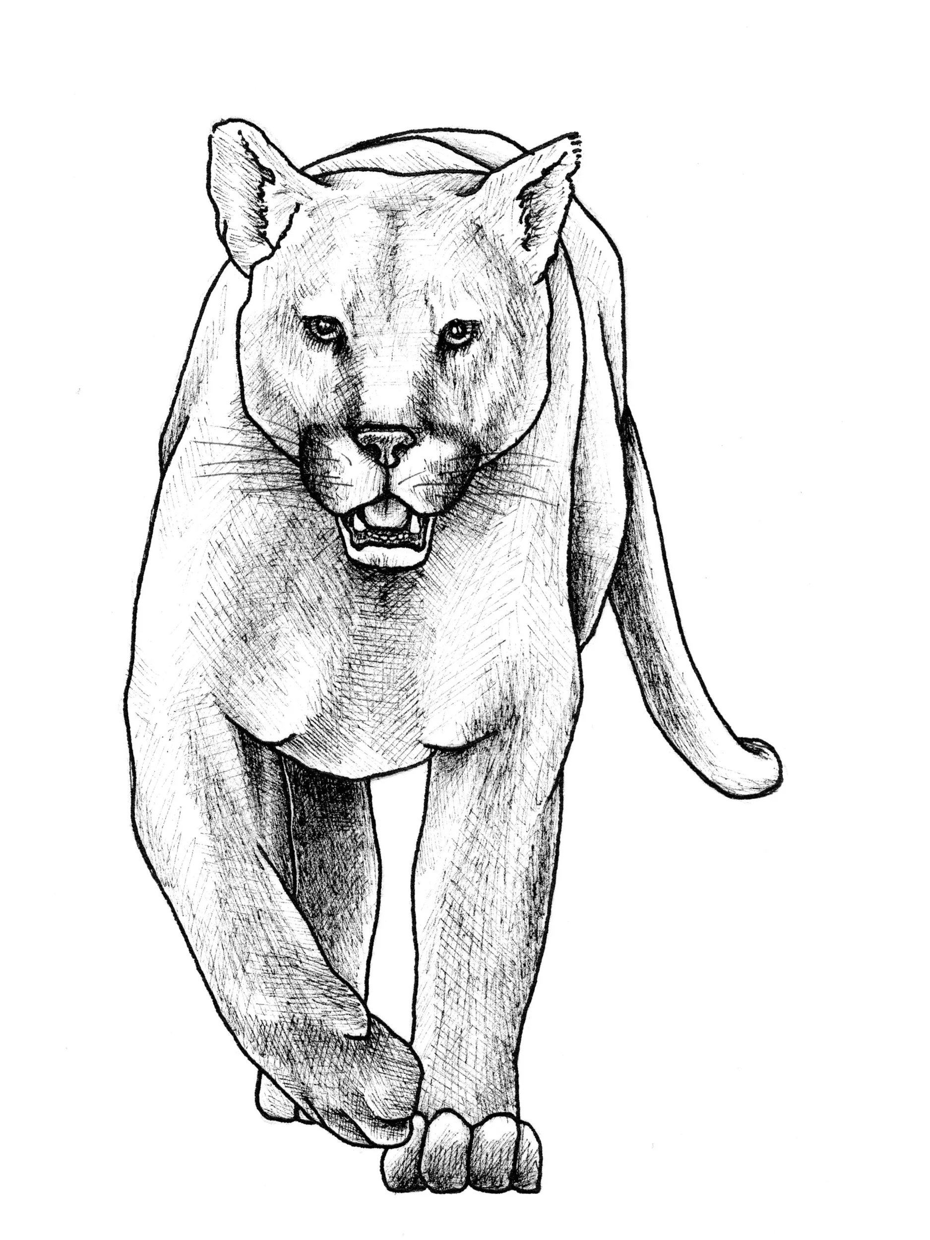 lion.jpg