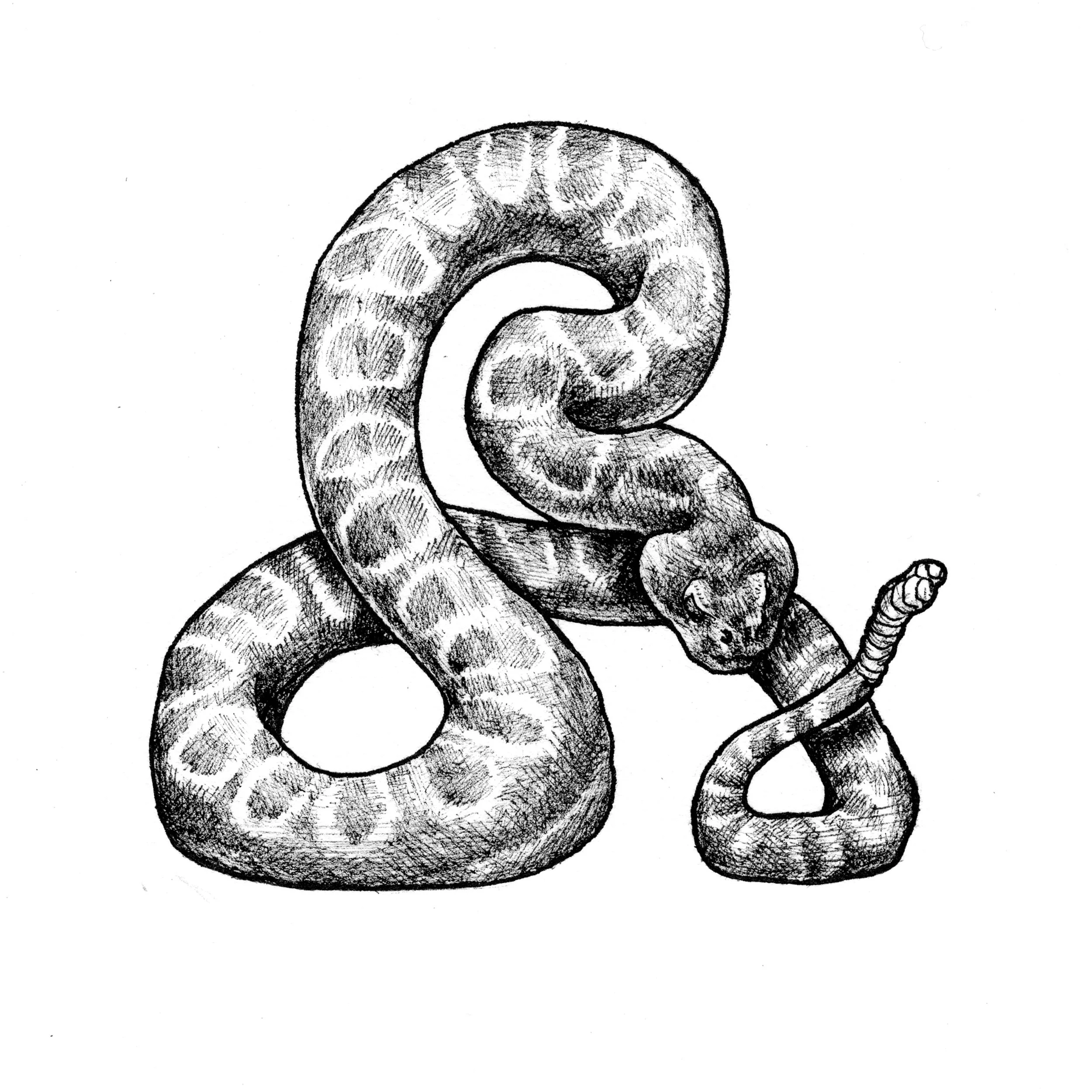 rattlesnake.jpg