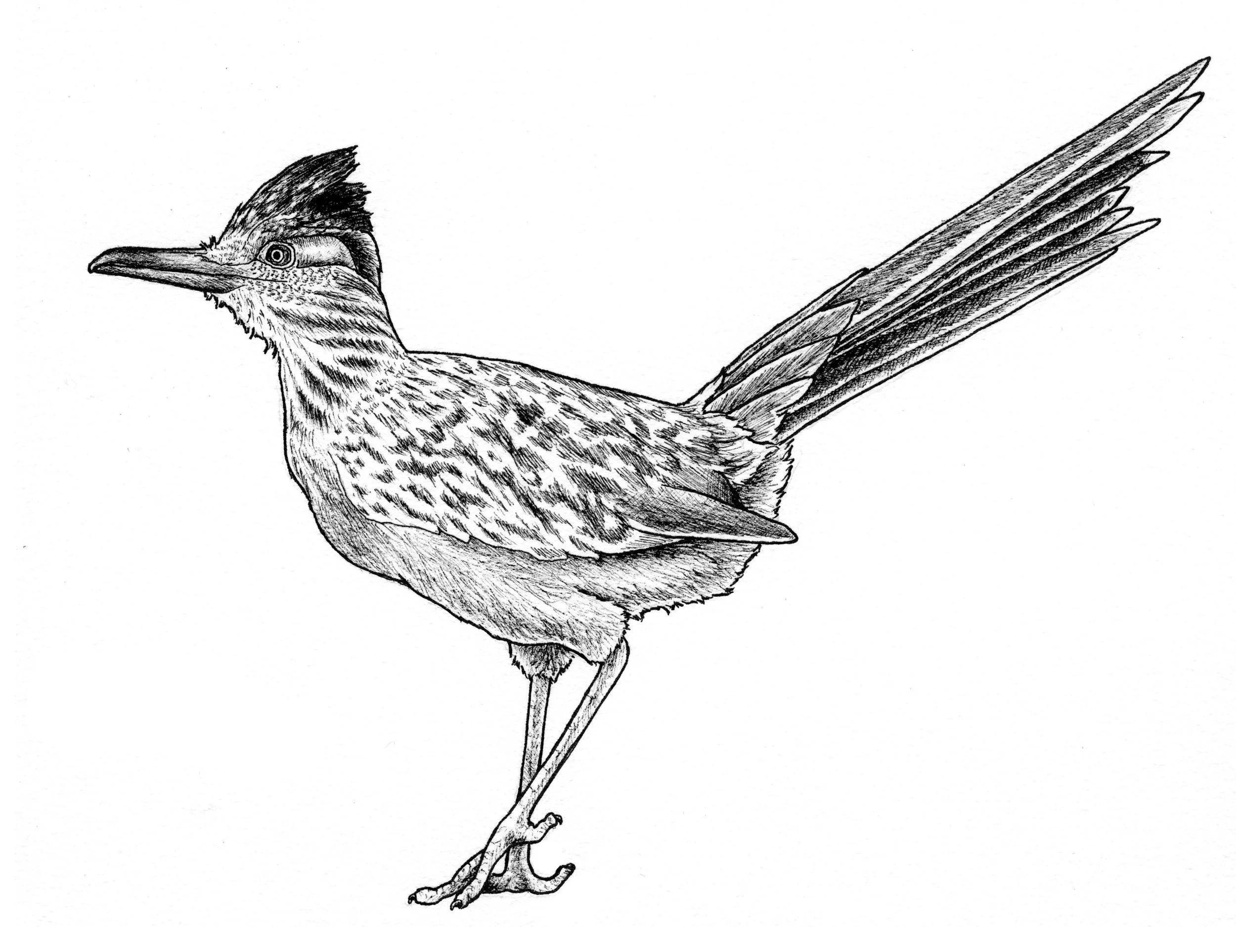 greater roadrunner.jpg
