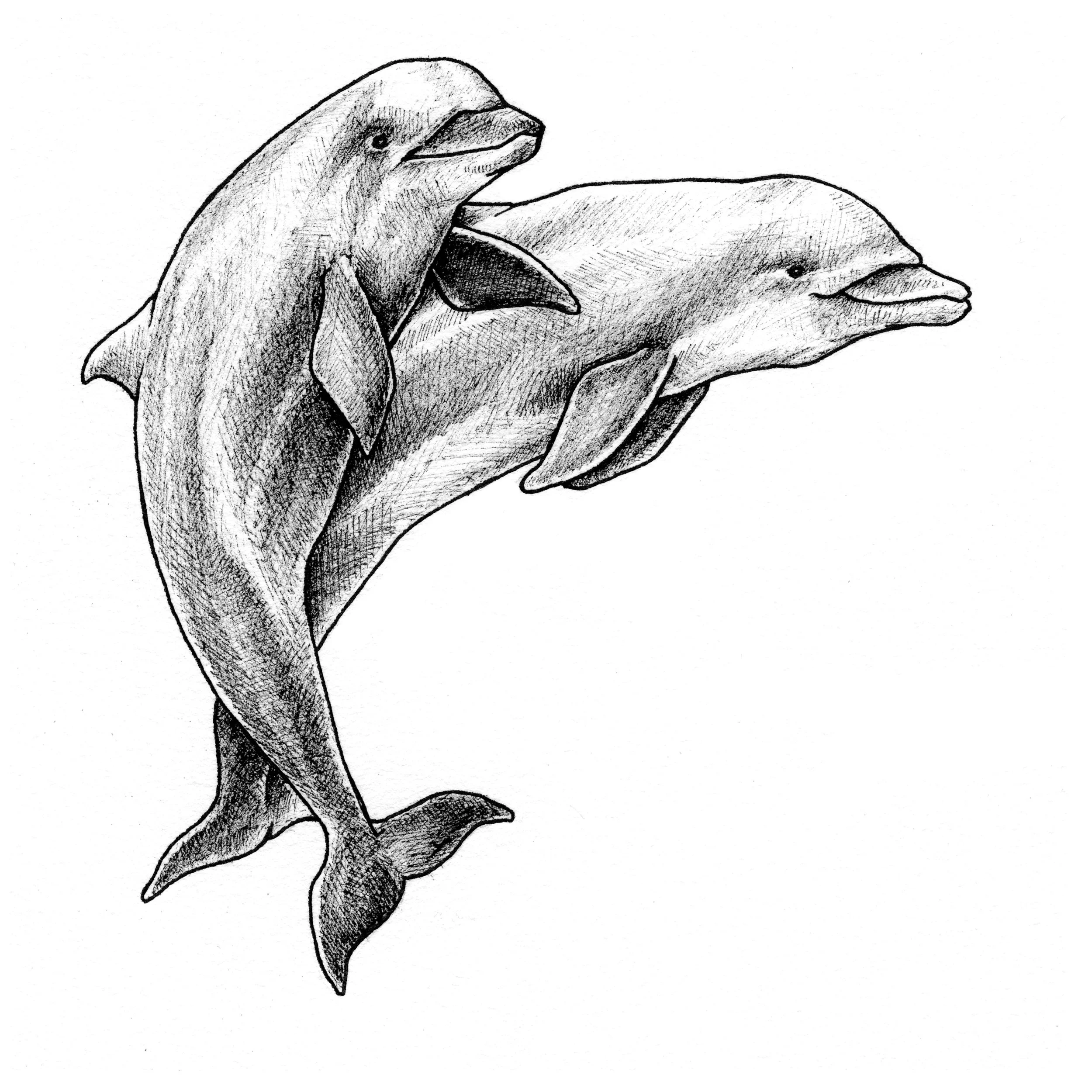 common dolphin.jpg
