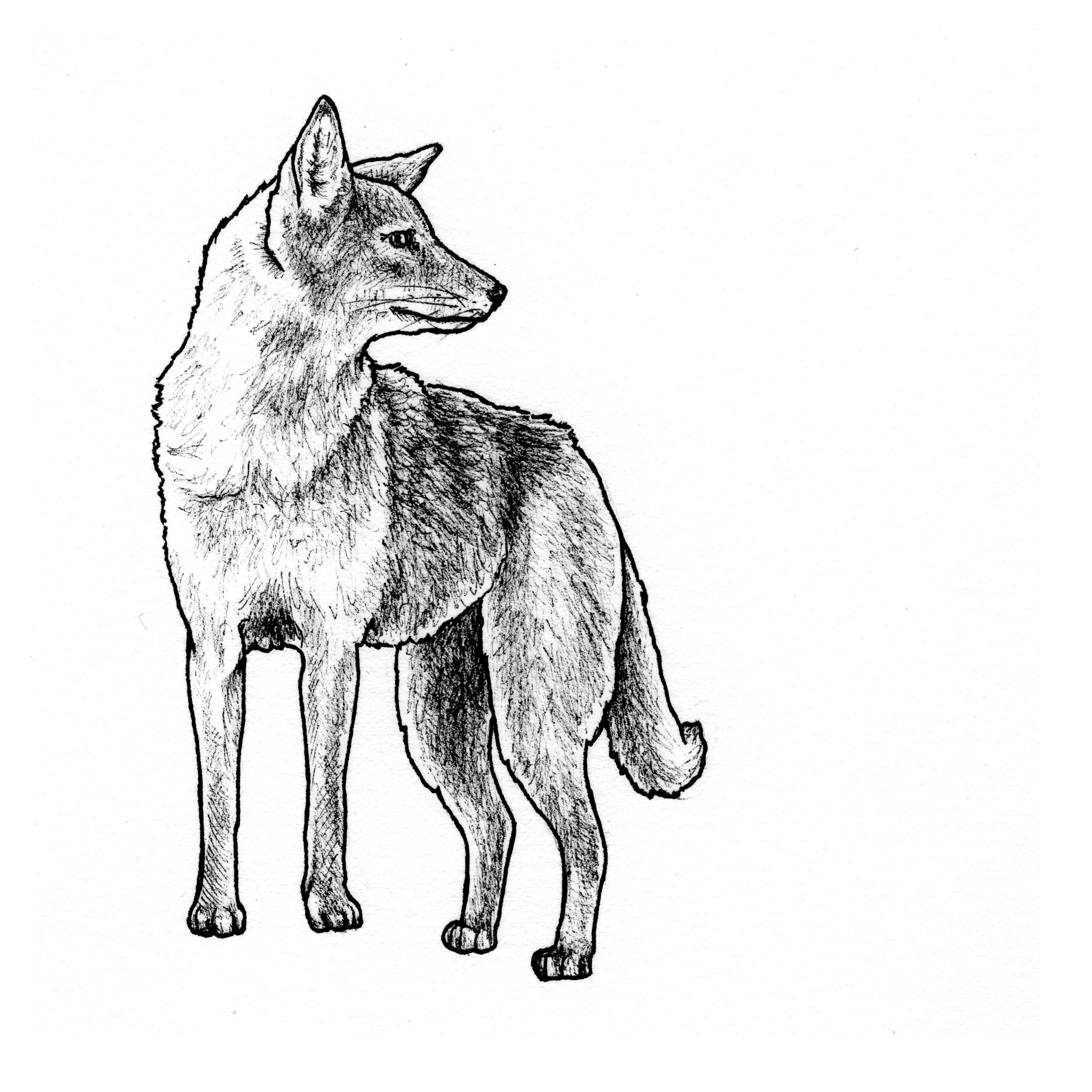 coyote.jpg