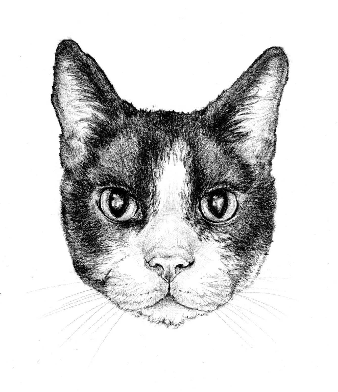 Seba012.jpg