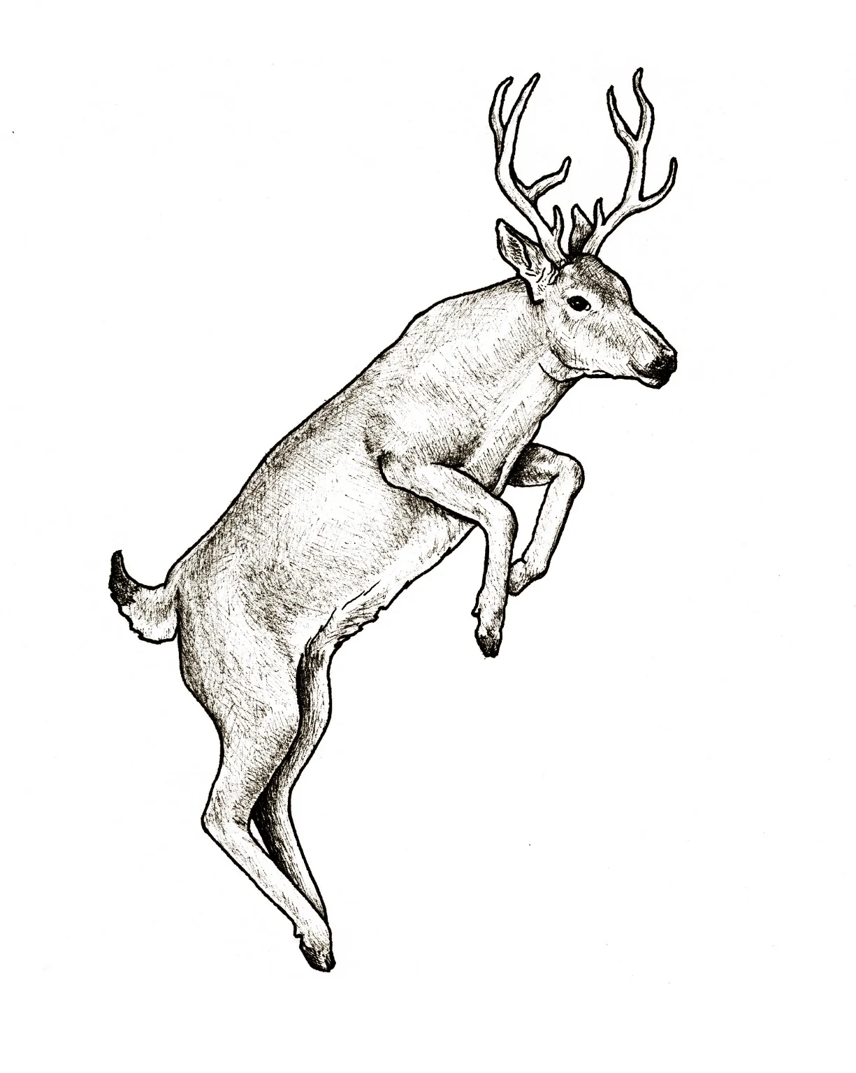 mule deer.jpg