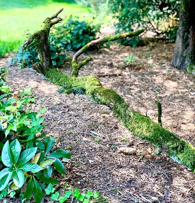 This weekend I started yoga teacher training at @charlotteyoga and it was three days full of learning, reflection, meditation, and practicing yoga. I took this picture during our walking meditation yesterday - the twisting and turning of the branches