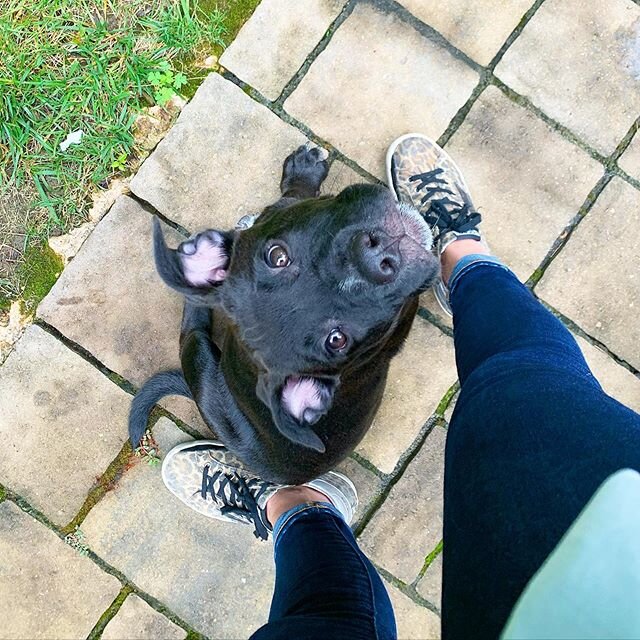 My girl Georgia 💗 always waiting for our next adventure... or treat, or walk, or meal, or belly rub 😂 I got home late last night after yoga teacher training and this girl had been waiting up for me. She climbed in my lap, gave me some puppy kisses,