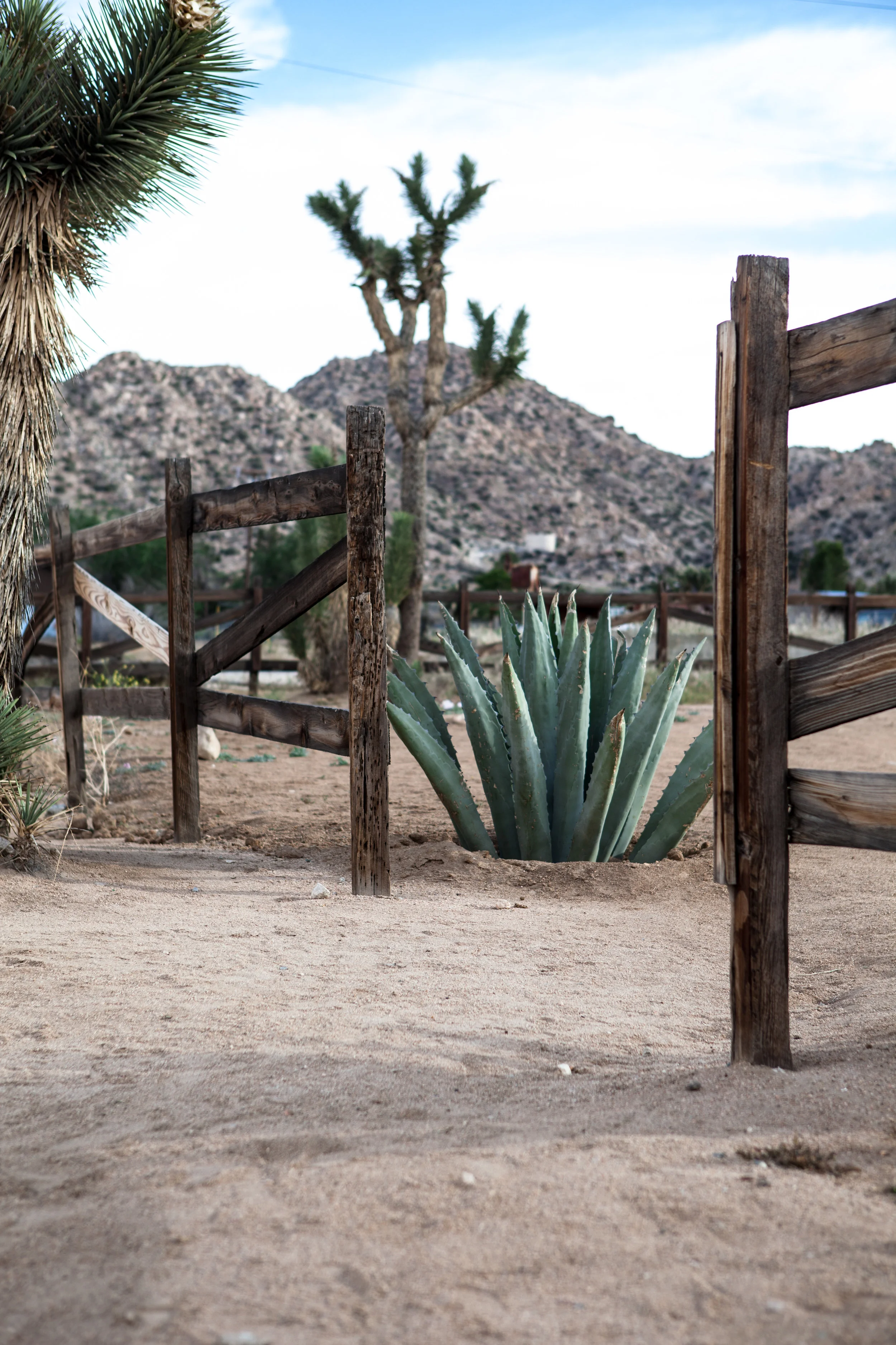 297_160508_JoshuaTree_JulieBullock.jpg