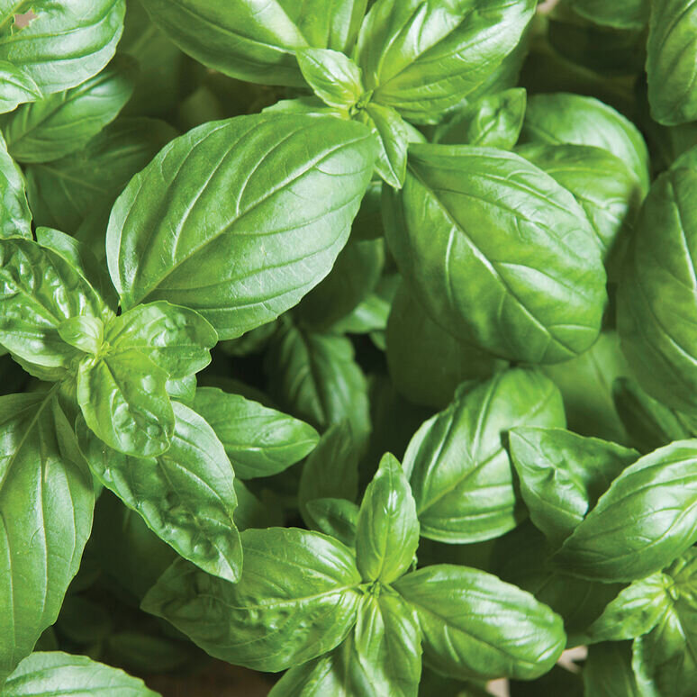 Green Basil .jpg