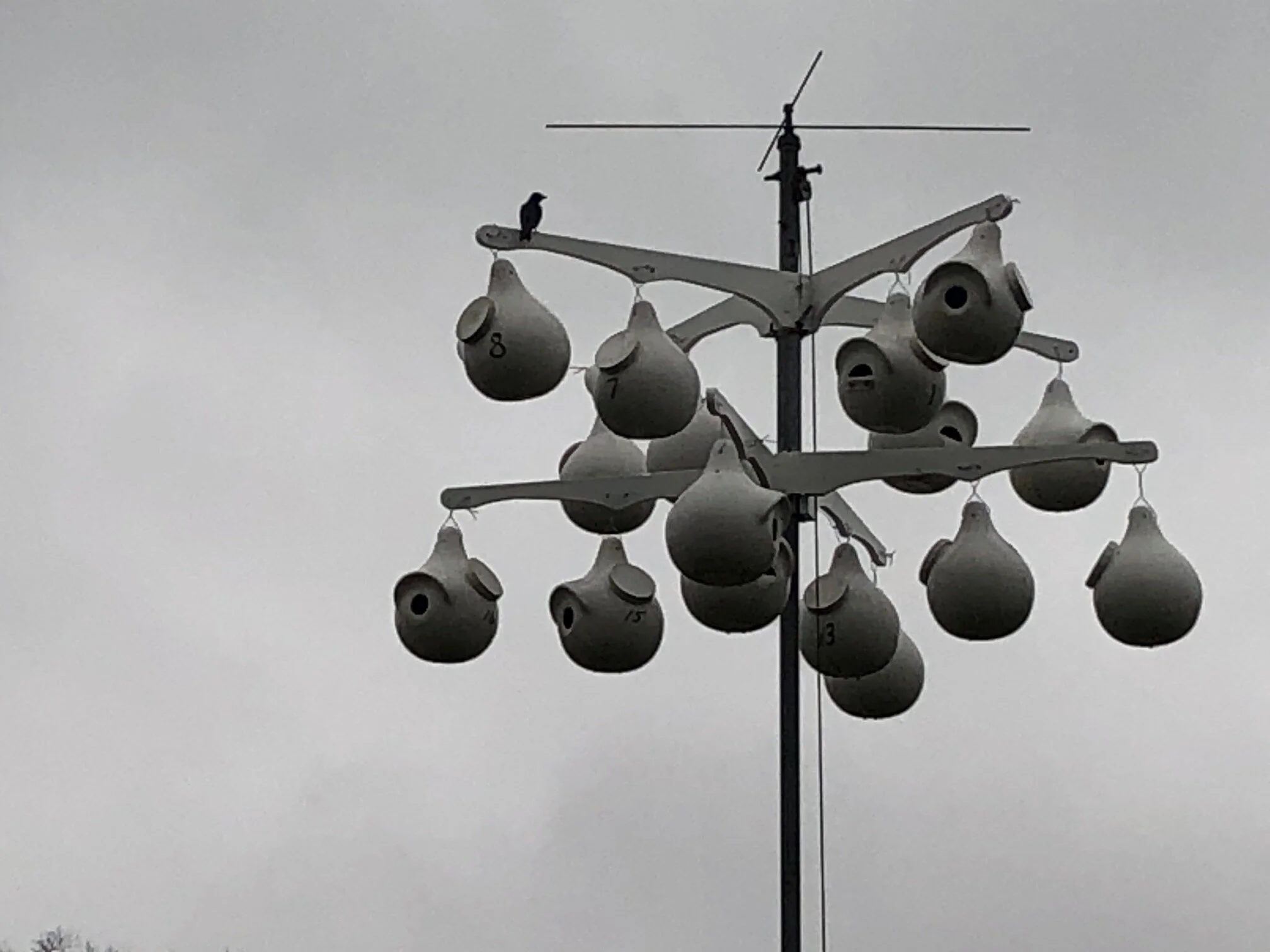  A Purple Martin singles mixer. 