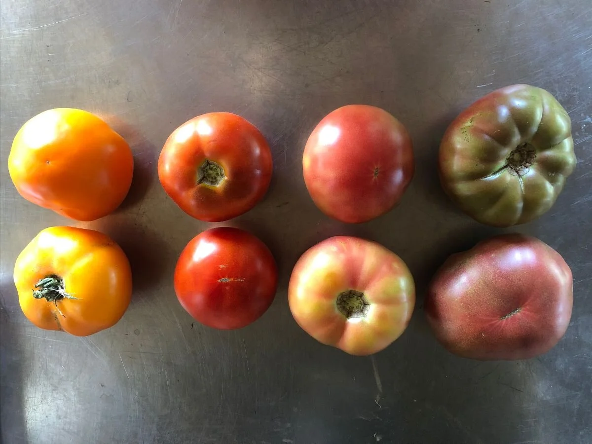Marmalade, Jet Star, Martha Washington, &amp; Cherokee Carbon (l-r)