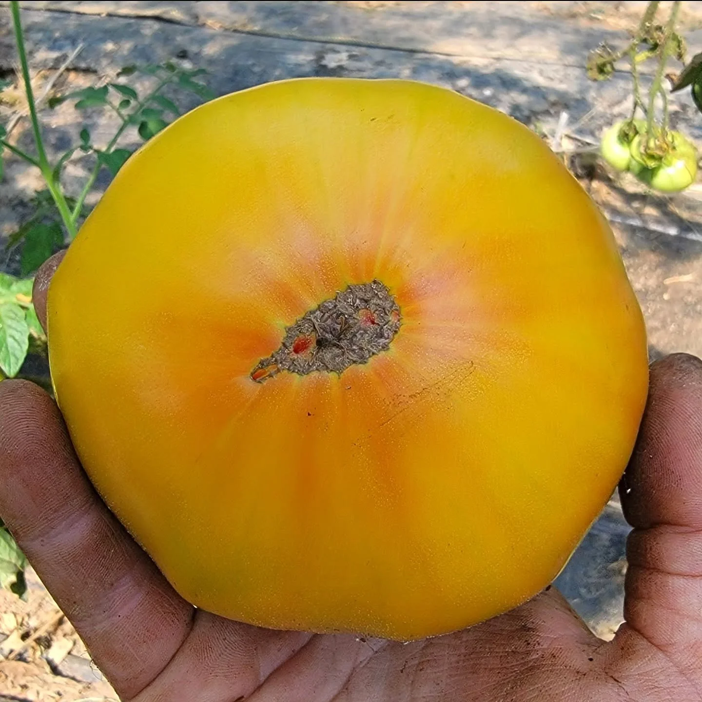 Been a busy summer! 🍅🏵️🥒