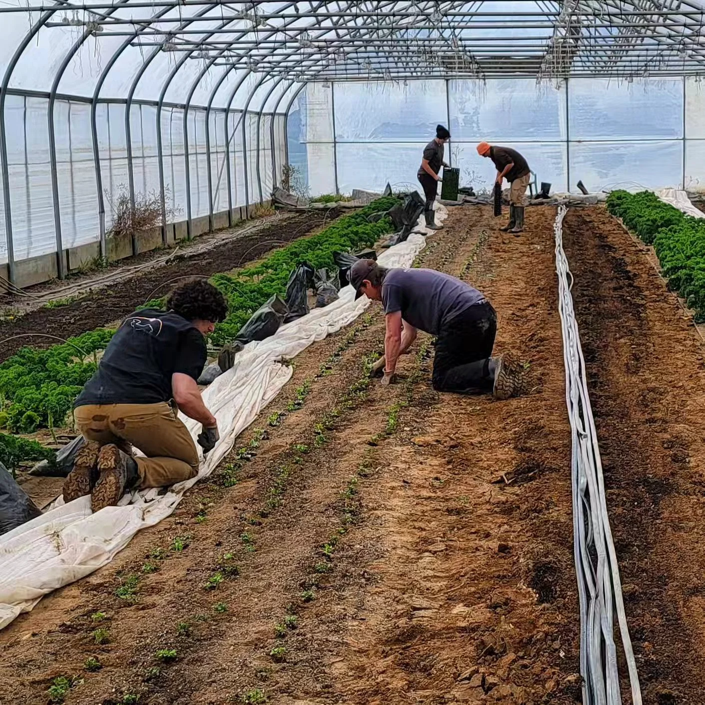 Crew is here &amp; arugula is in! 🌱