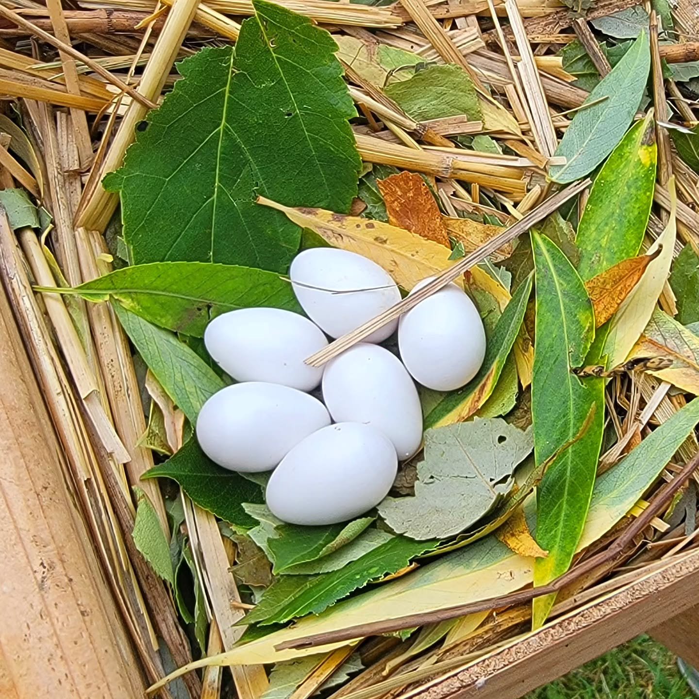 We've got eggs! We counted 91 eggs in the purple martin houses today!