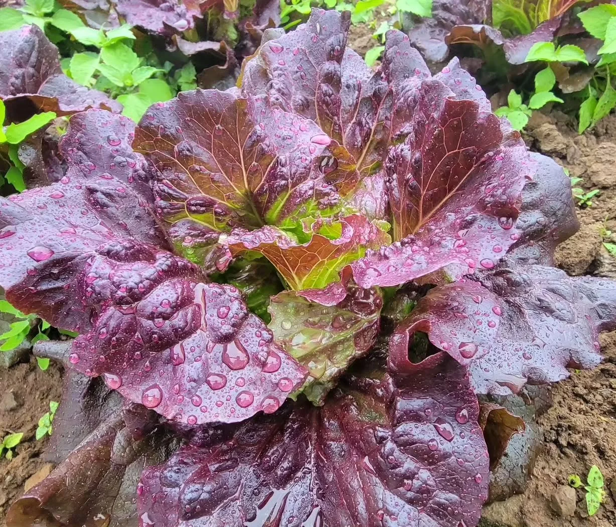 That&rsquo;s a wrap on the 2024 season! 🌱✨ This year flew by, and while I didn&rsquo;t post as much as I&rsquo;d hoped, the farm was thriving! Here&rsquo;s a look back at some highlights from this past season! 📸💚

A massive THANK YOU to everyone w