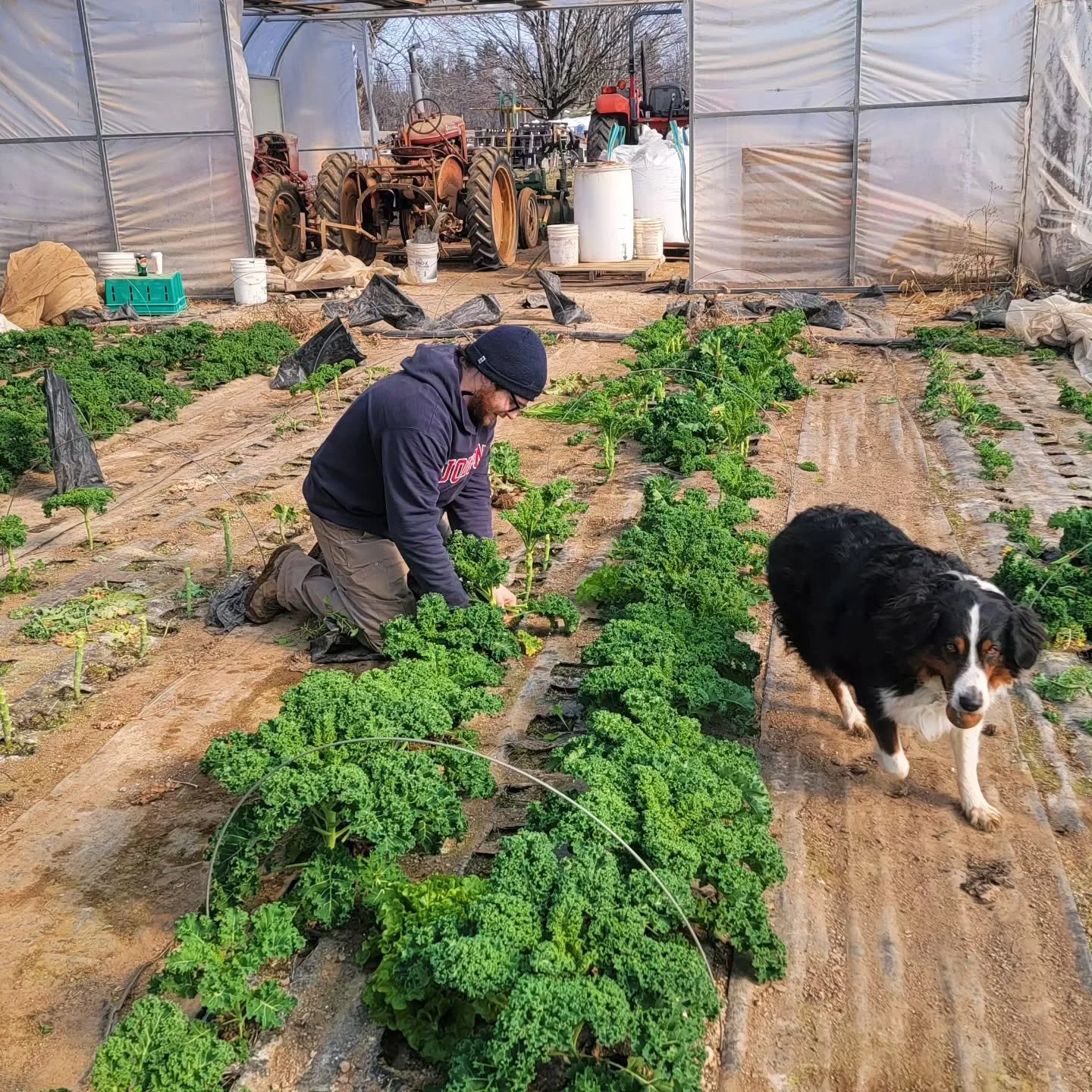 Kale dawgs and winter harvest
