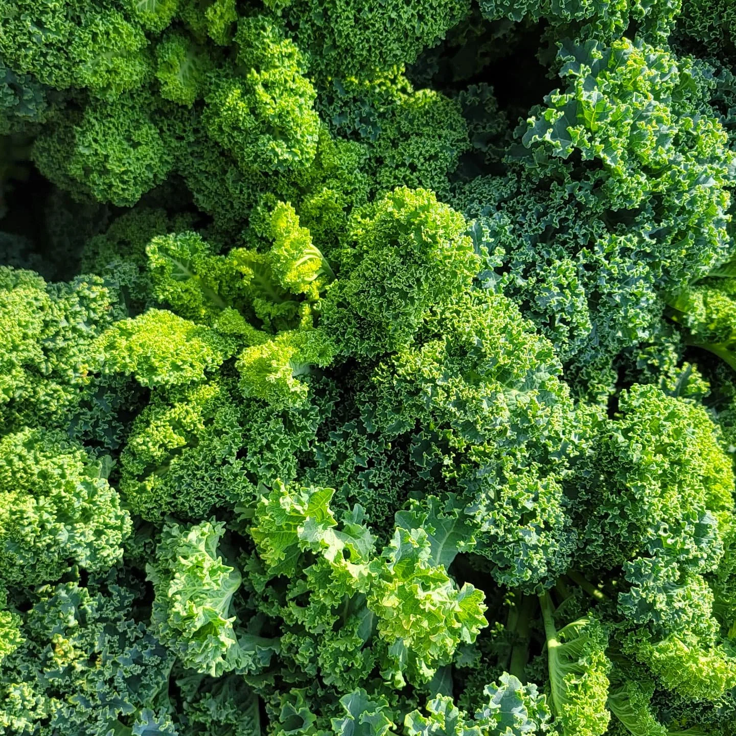 What we've been up to...🌱