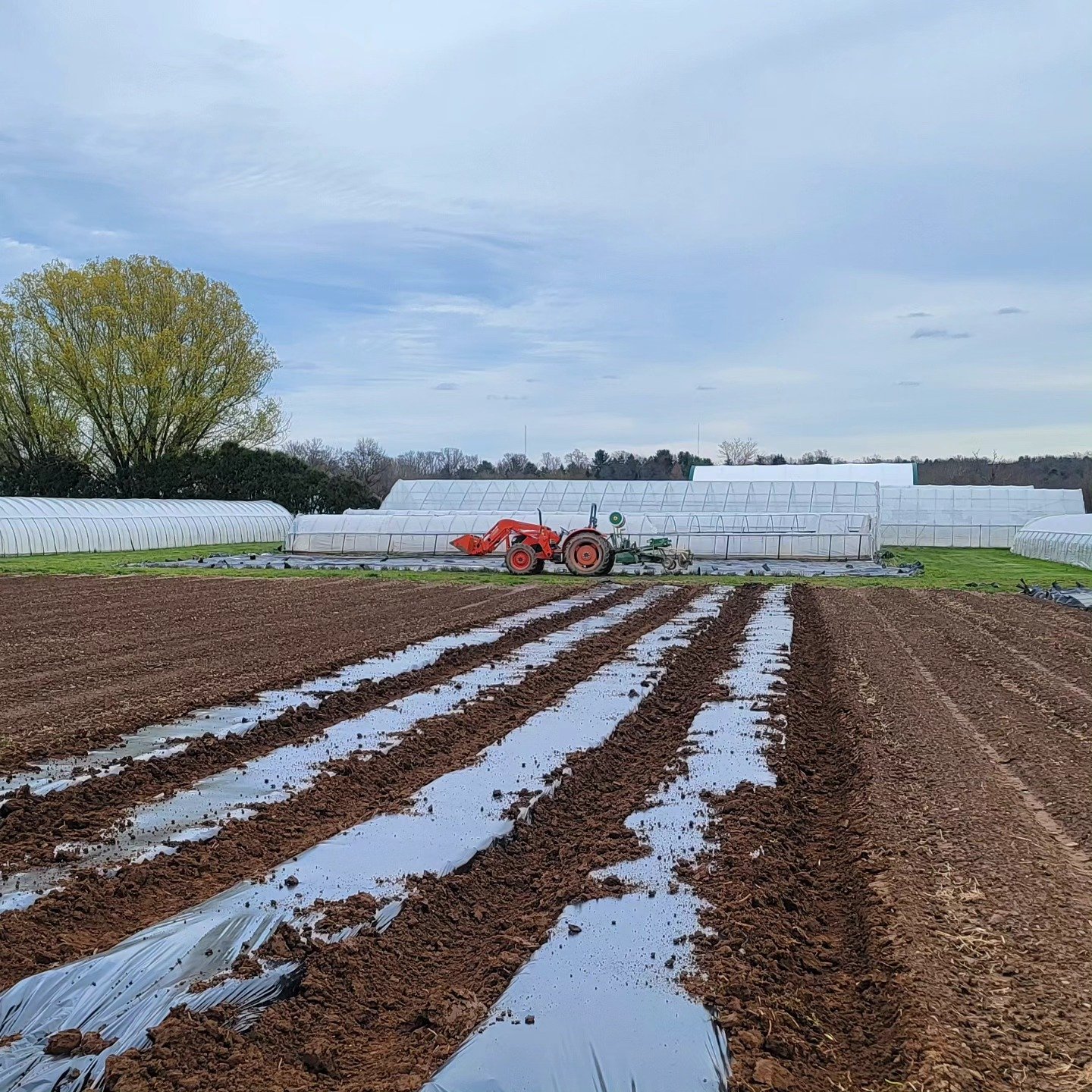 Managed to get the first 4 plastic beds of the season laid in between the rain 🌧️ few more rainy days to go before we can do it again!