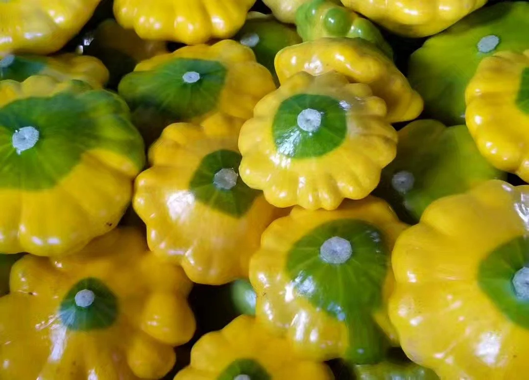 We haven't grown the flying saucers in a few seasons...should we bring back the patty pans?! 🛸