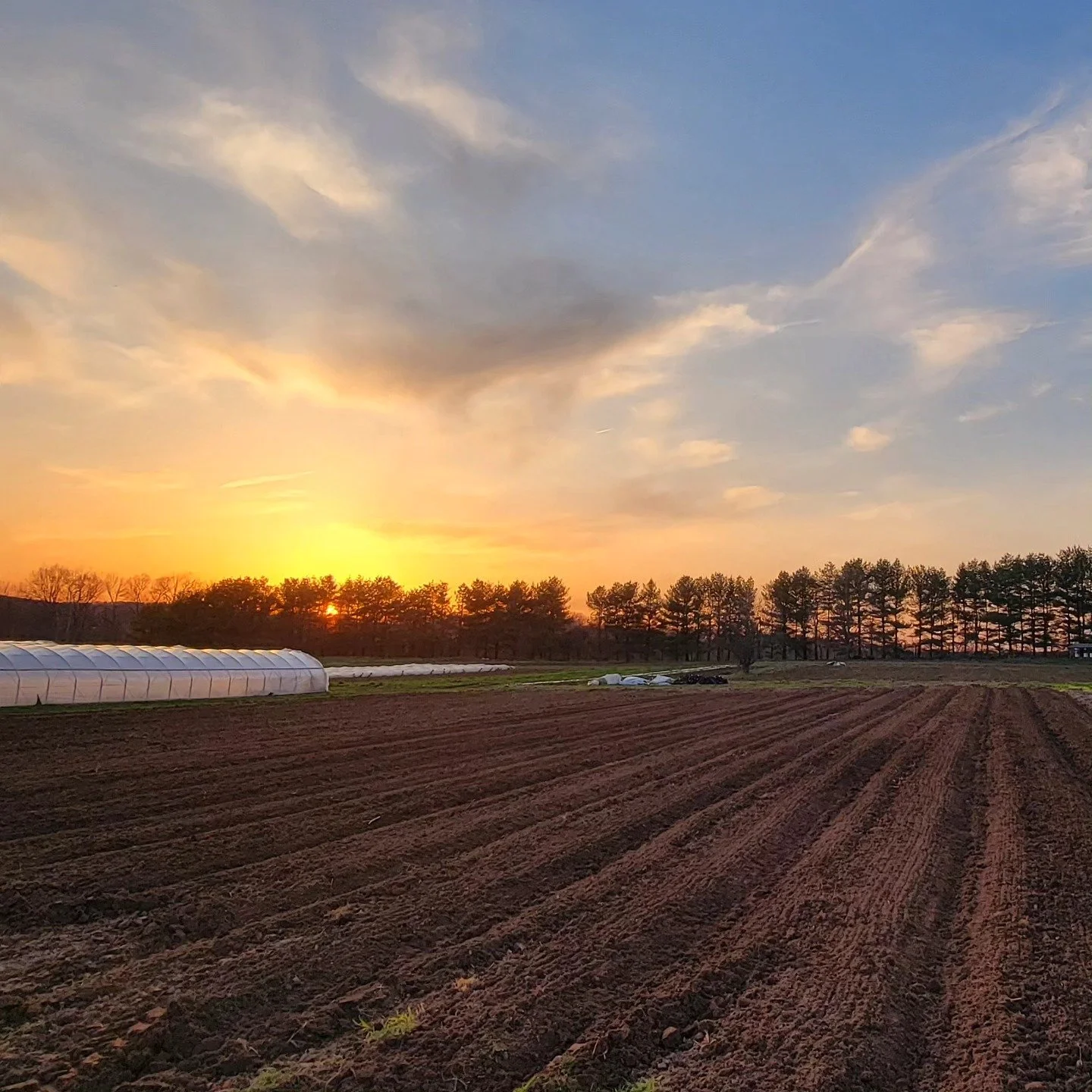 Carrots are ready to go in! 🥕🥕🥕