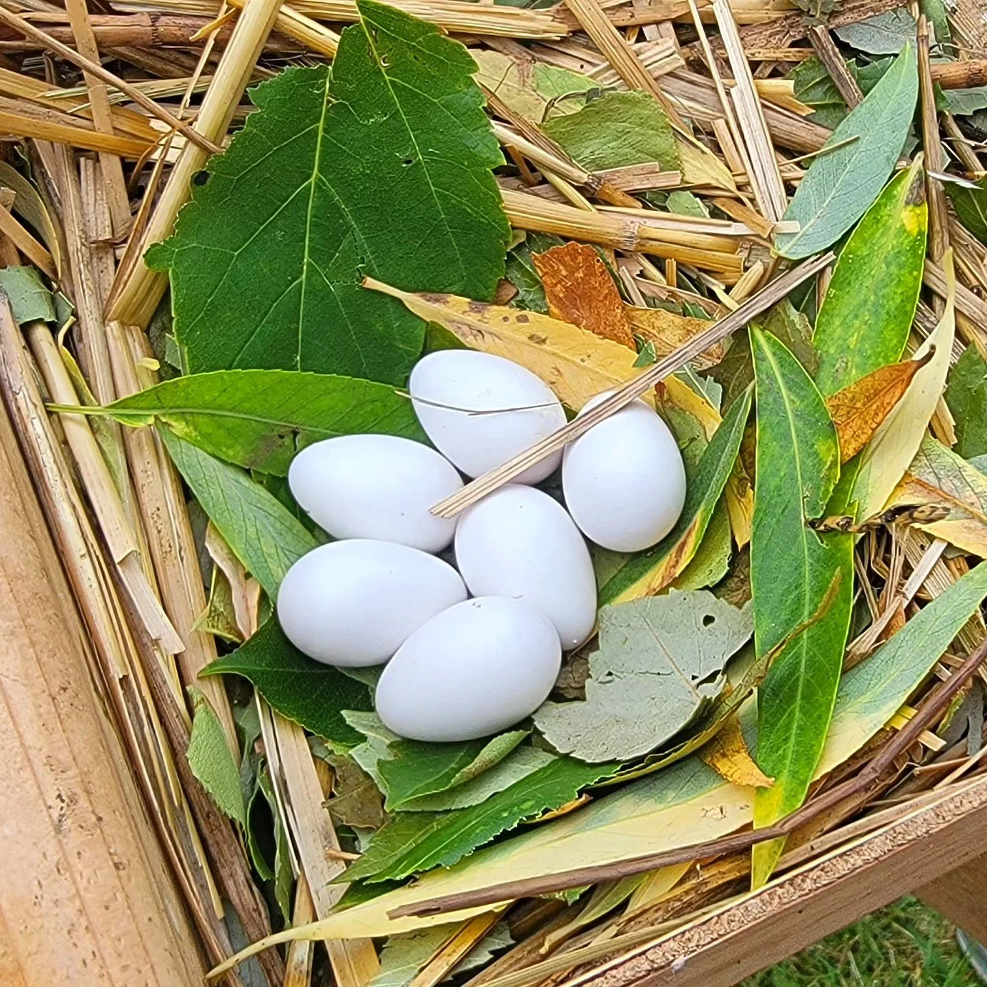 We've got eggs! We counted 91 eggs in the purple martin houses today!