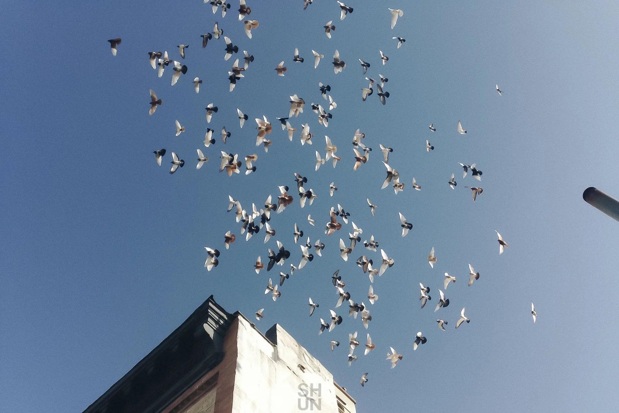 Freedom