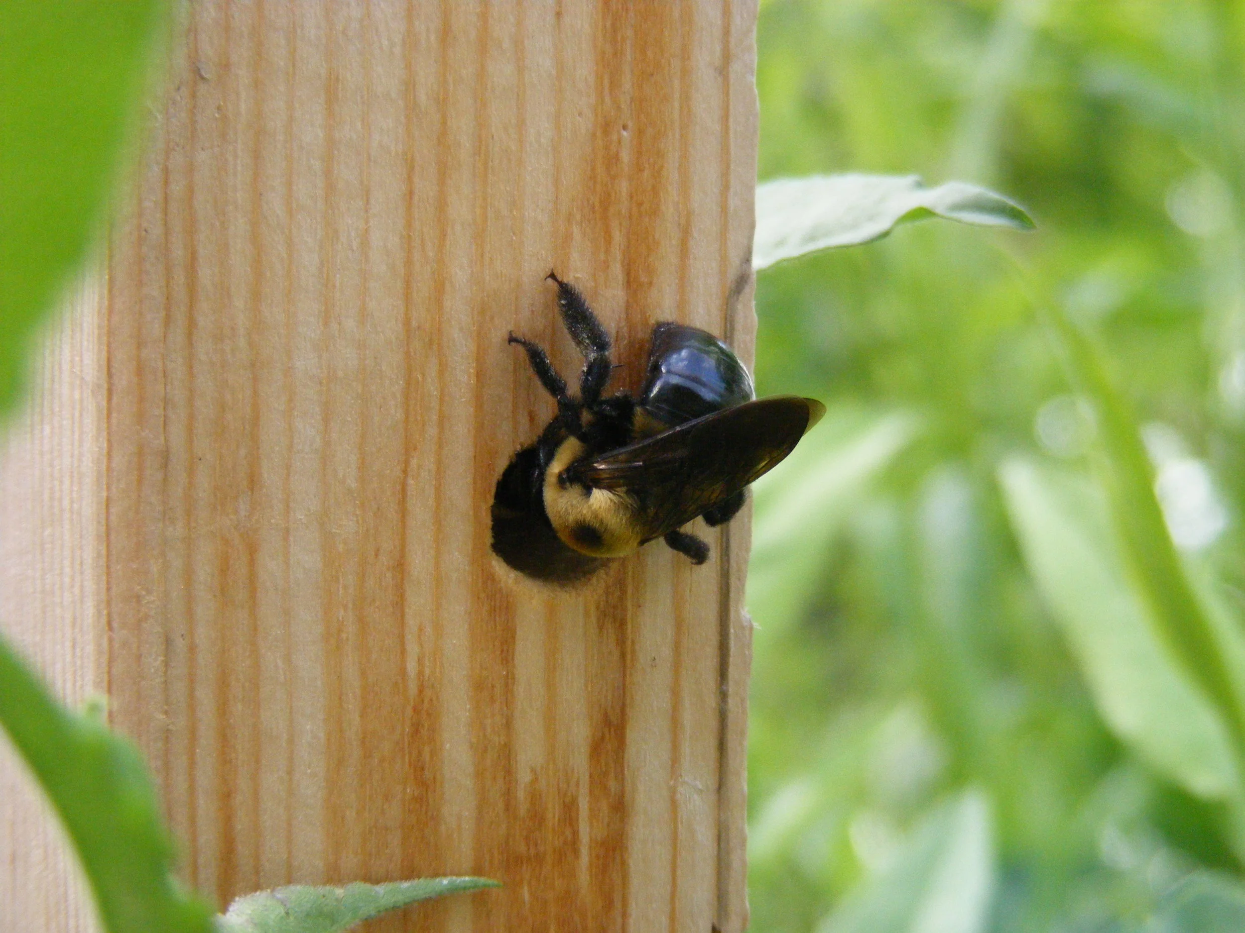 Carpenter Bee