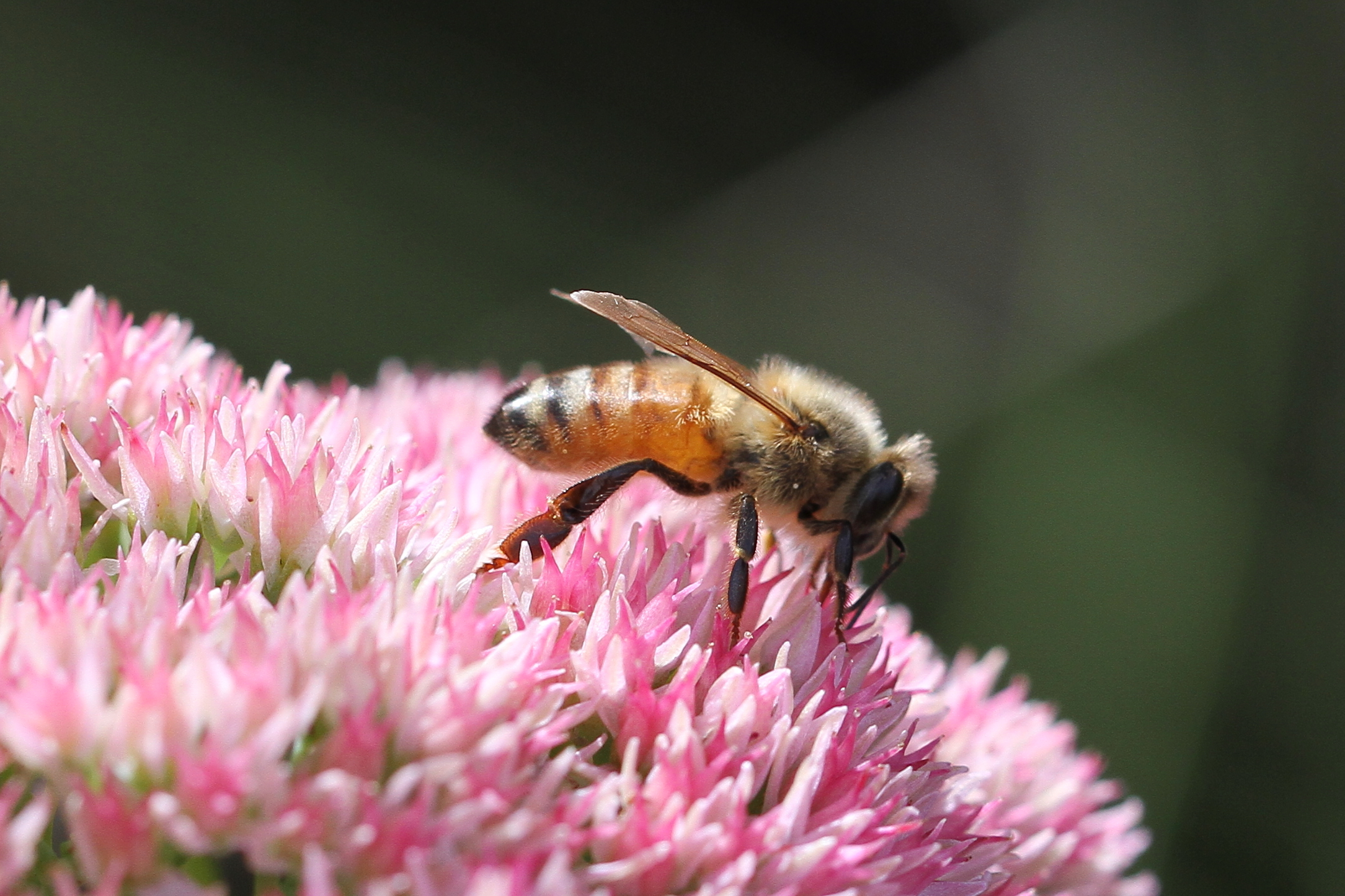 Honey Bee