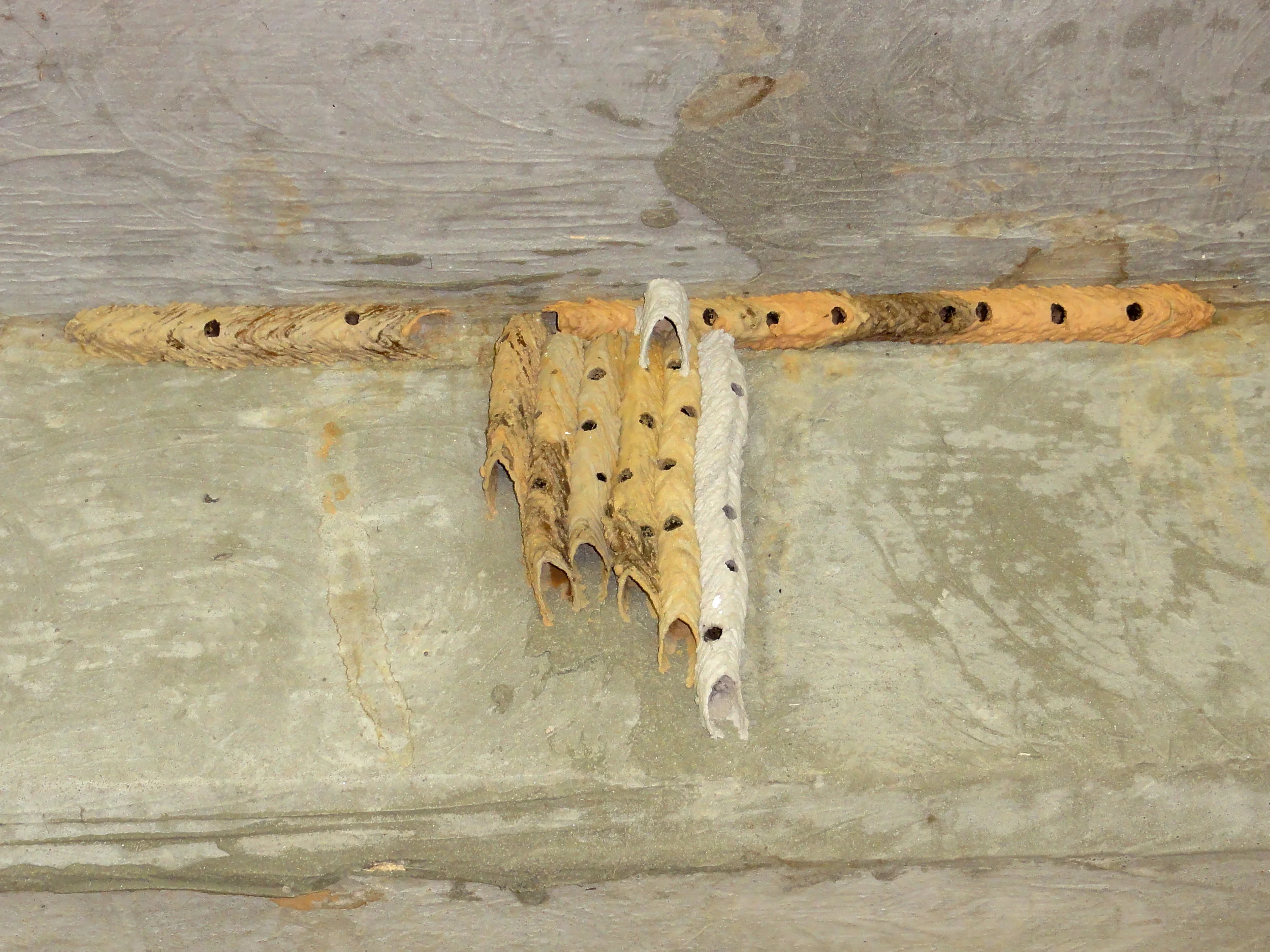 Organ Pipe Mud Dauber nest