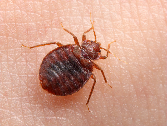 Bed bug