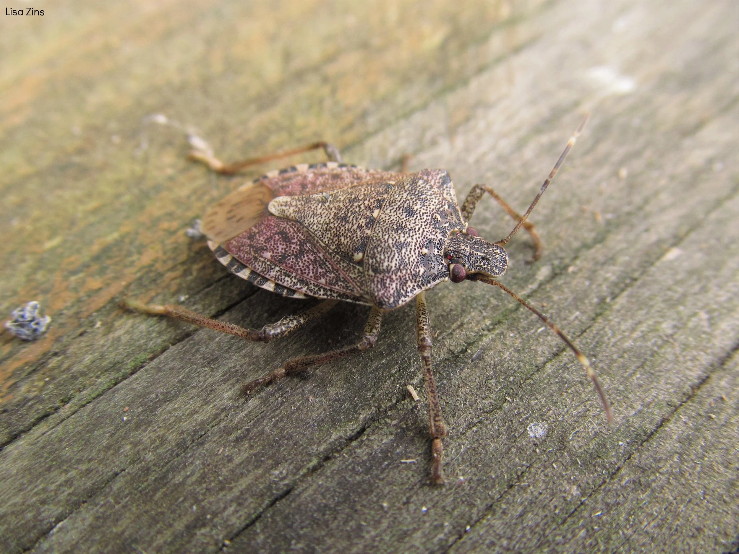 Brown Marmorated Stink Bug