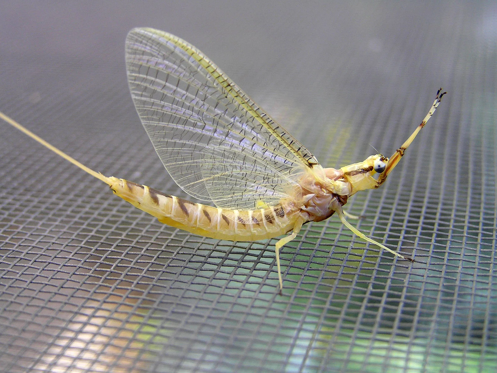Mayfly
