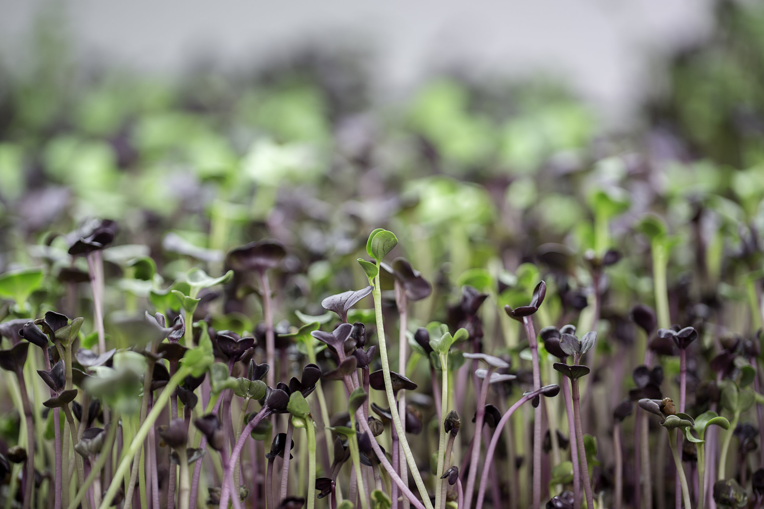 SproutedEarth-Sprouts-016_E.jpg