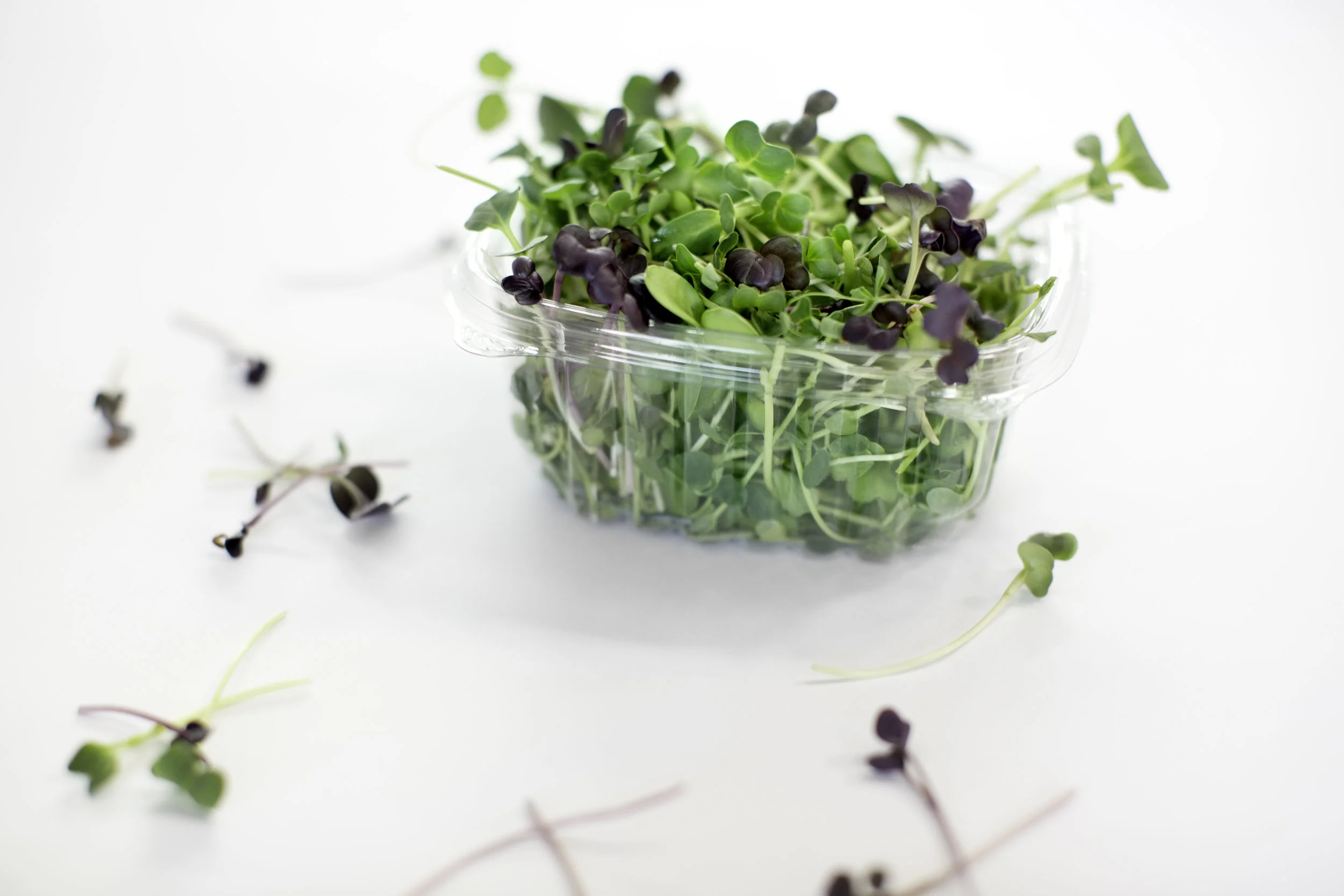 SproutedEarth-Sprouts-044_E.jpg