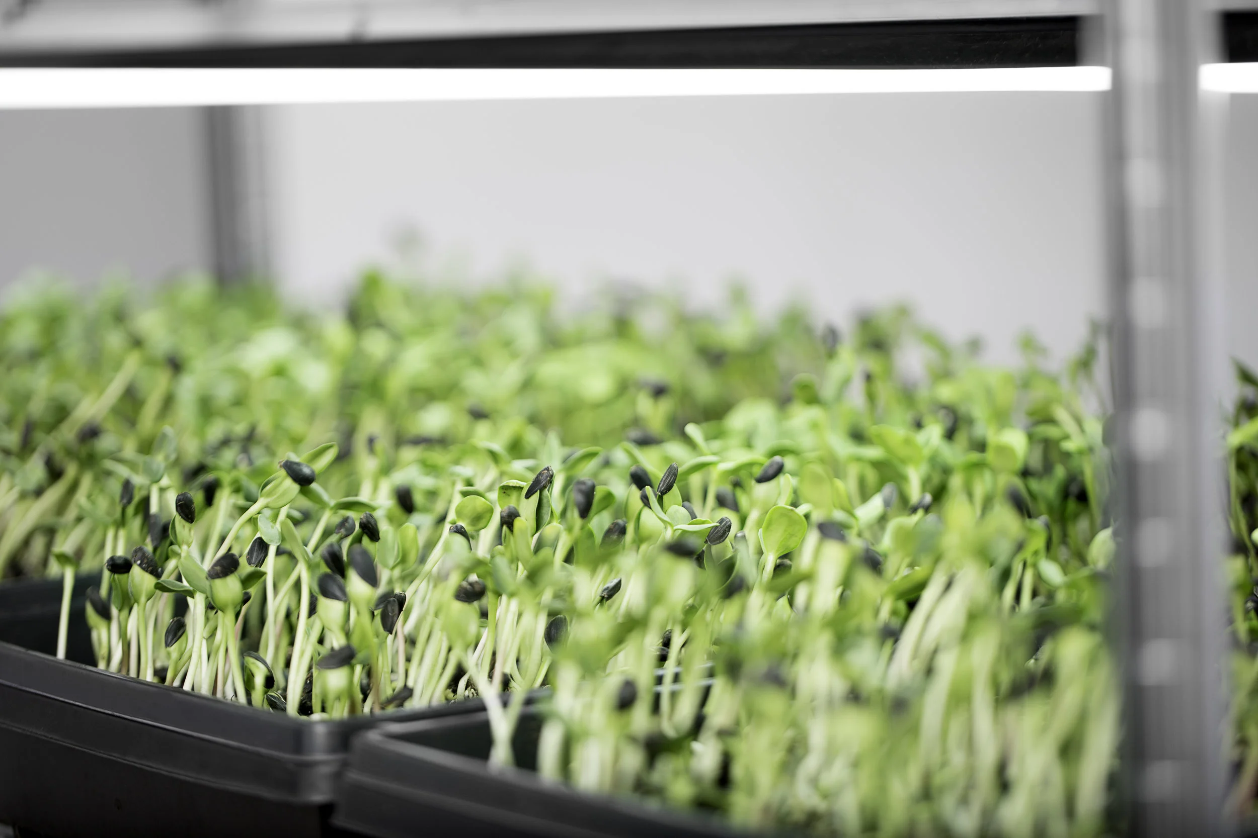 SproutedEarth-Sprouts-025_E.jpg