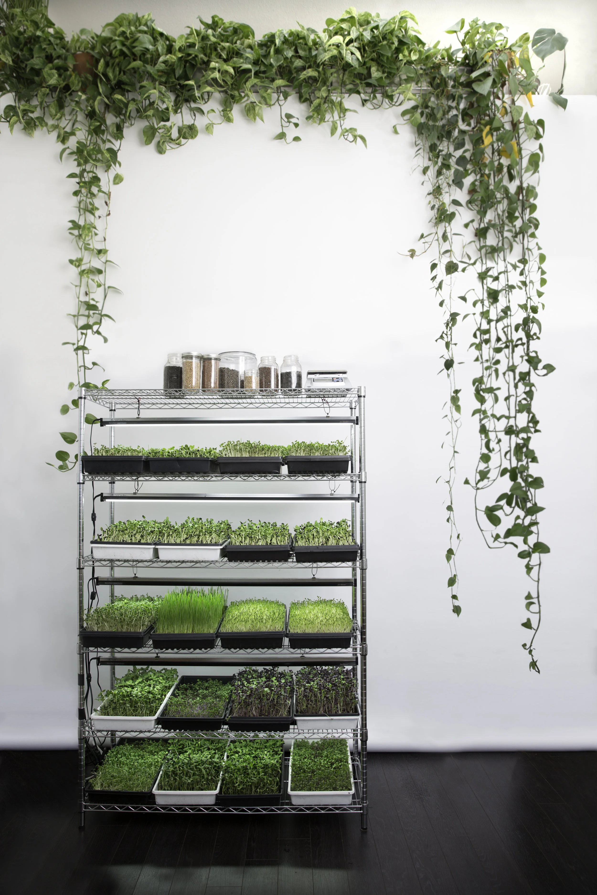 SproutedEarth-Sprouts-003_E.jpg