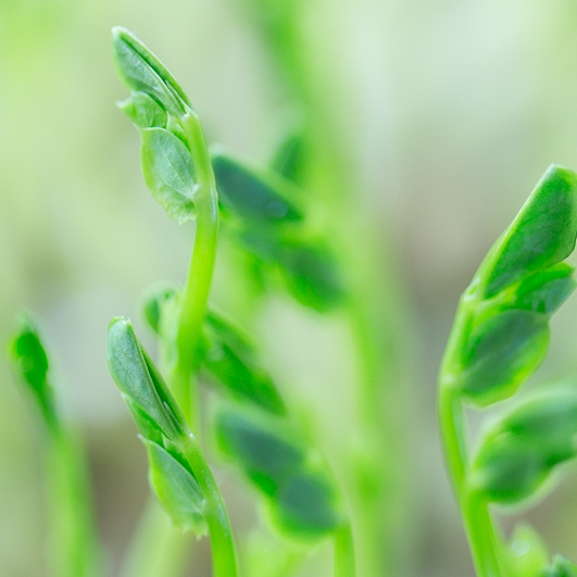 SproutedEarth-Sprouts-008.jpg