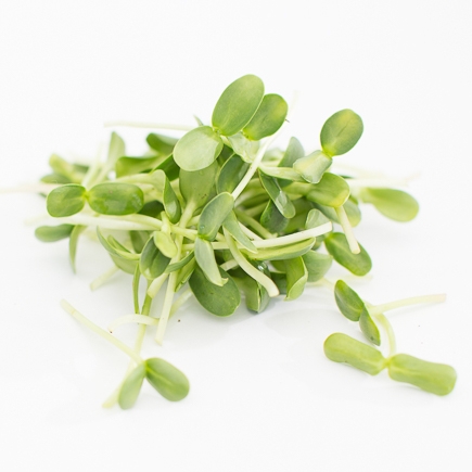 SproutedEarth-Sprouts-060.jpg
